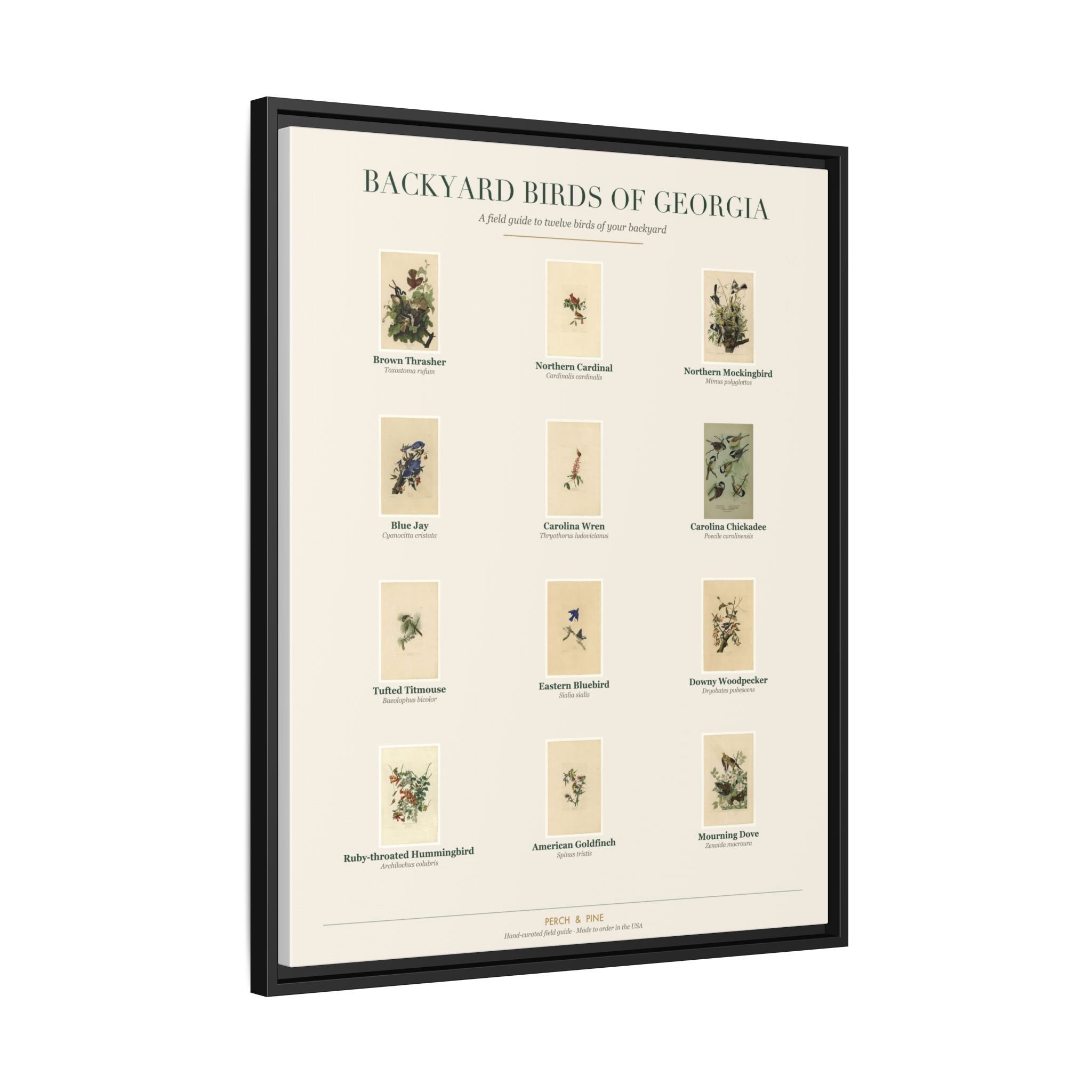 Backyard Birds of Georgia Framed Canvas Wall Art Print