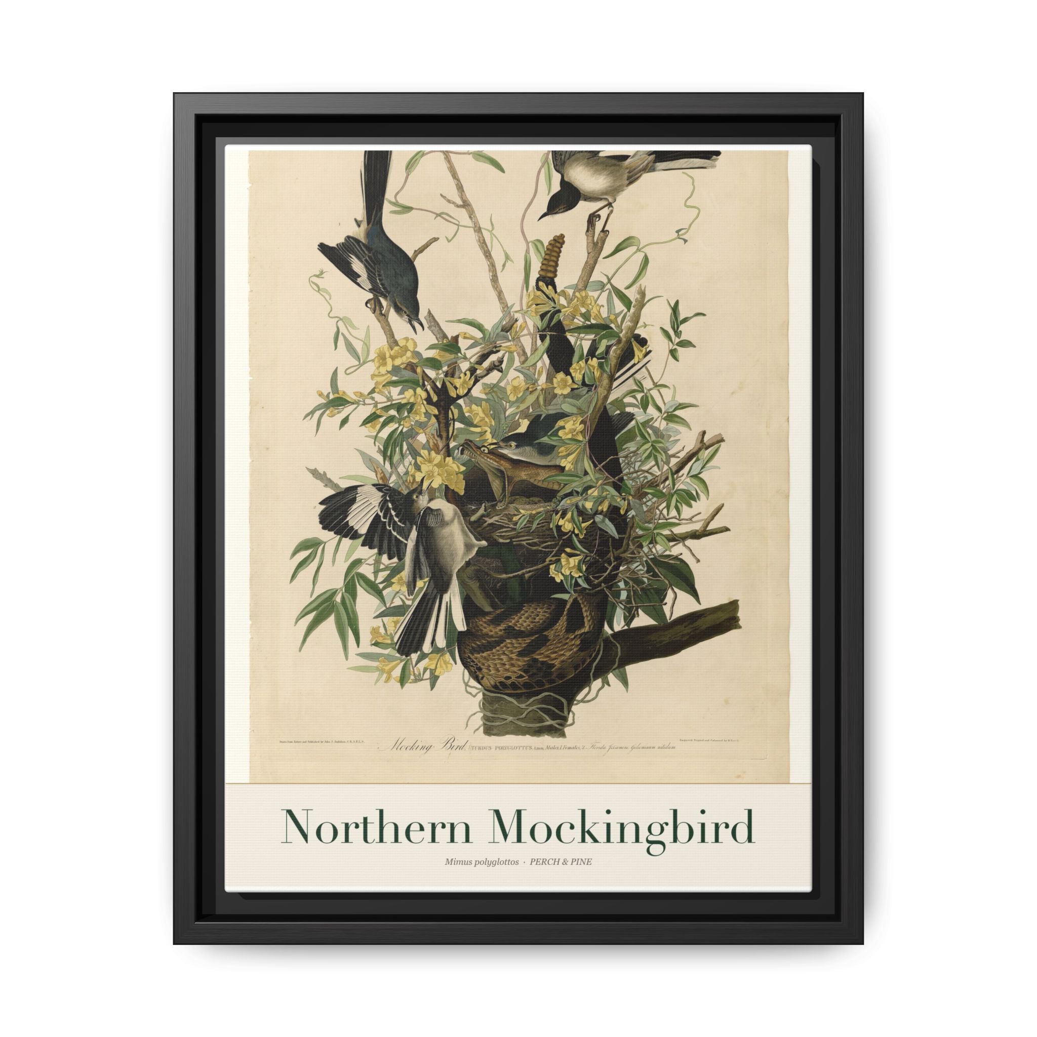 Northern Mockingbird bird wall art — gallery-wrapped canvas | Perch & Pine