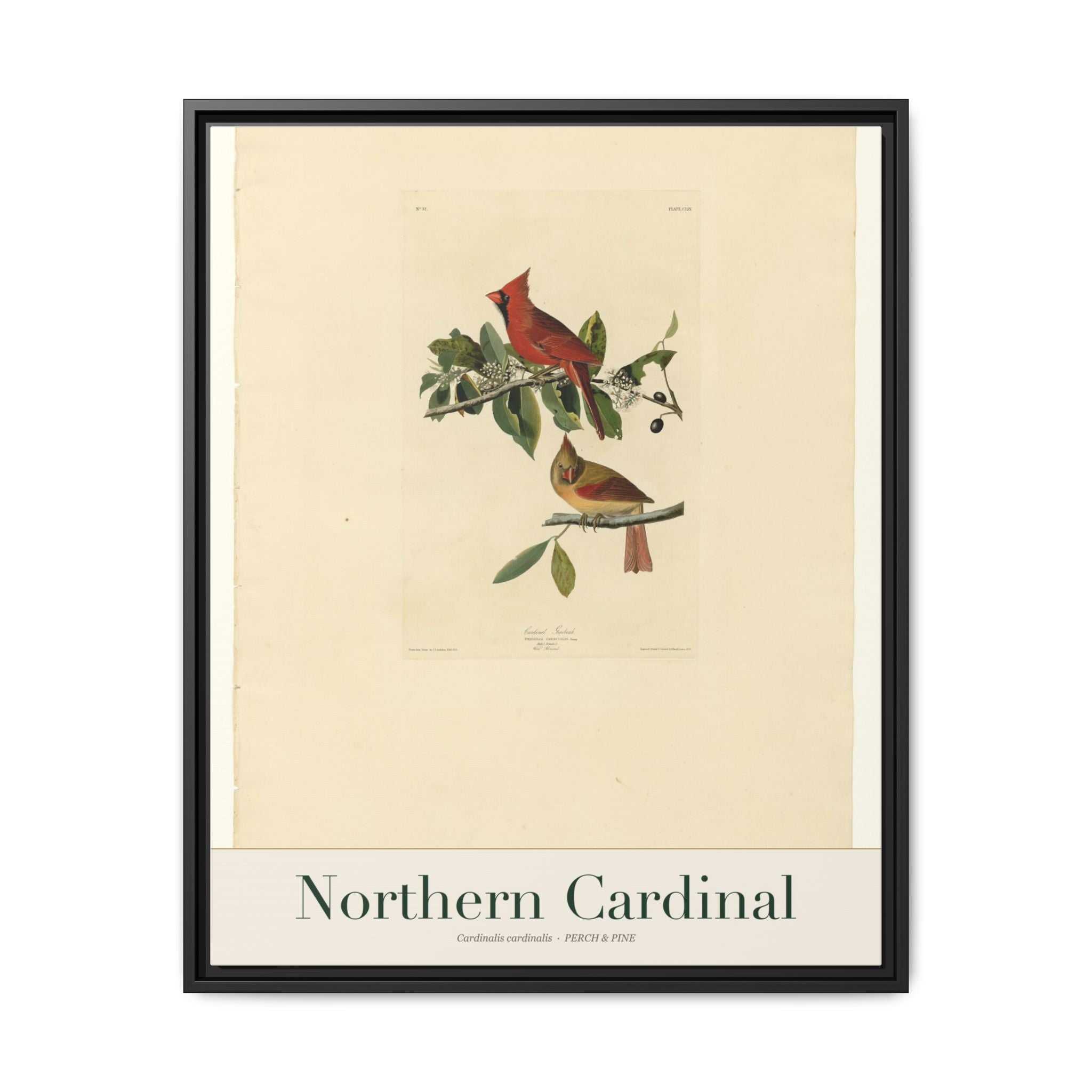 Northern Cardinal framed canvas print shown on a wall | Perch & Pine