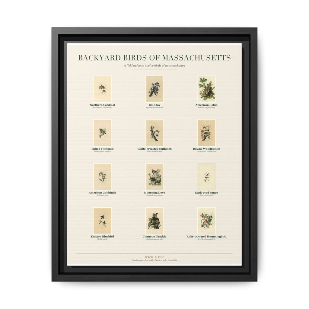 Massachusetts bird field guide wall art — gallery-wrapped canvas | Perch & Pine