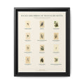 Massachusetts bird field guide wall art — gallery-wrapped canvas | Perch & Pine