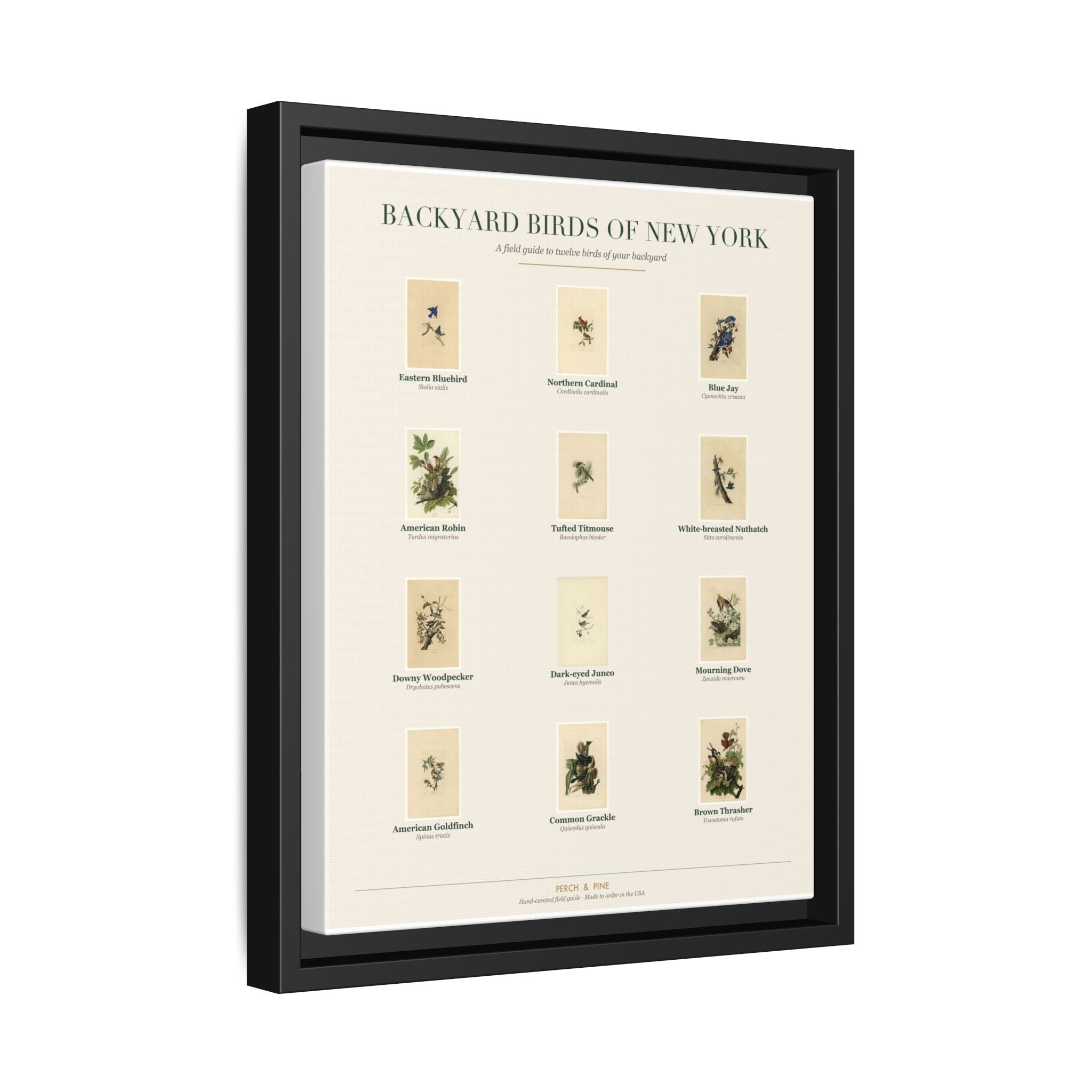 Backyard Birds of New York — Framed Canvas Bird Identification Print