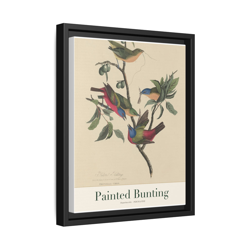Painted Bunting — Framed Canvas Bird Print