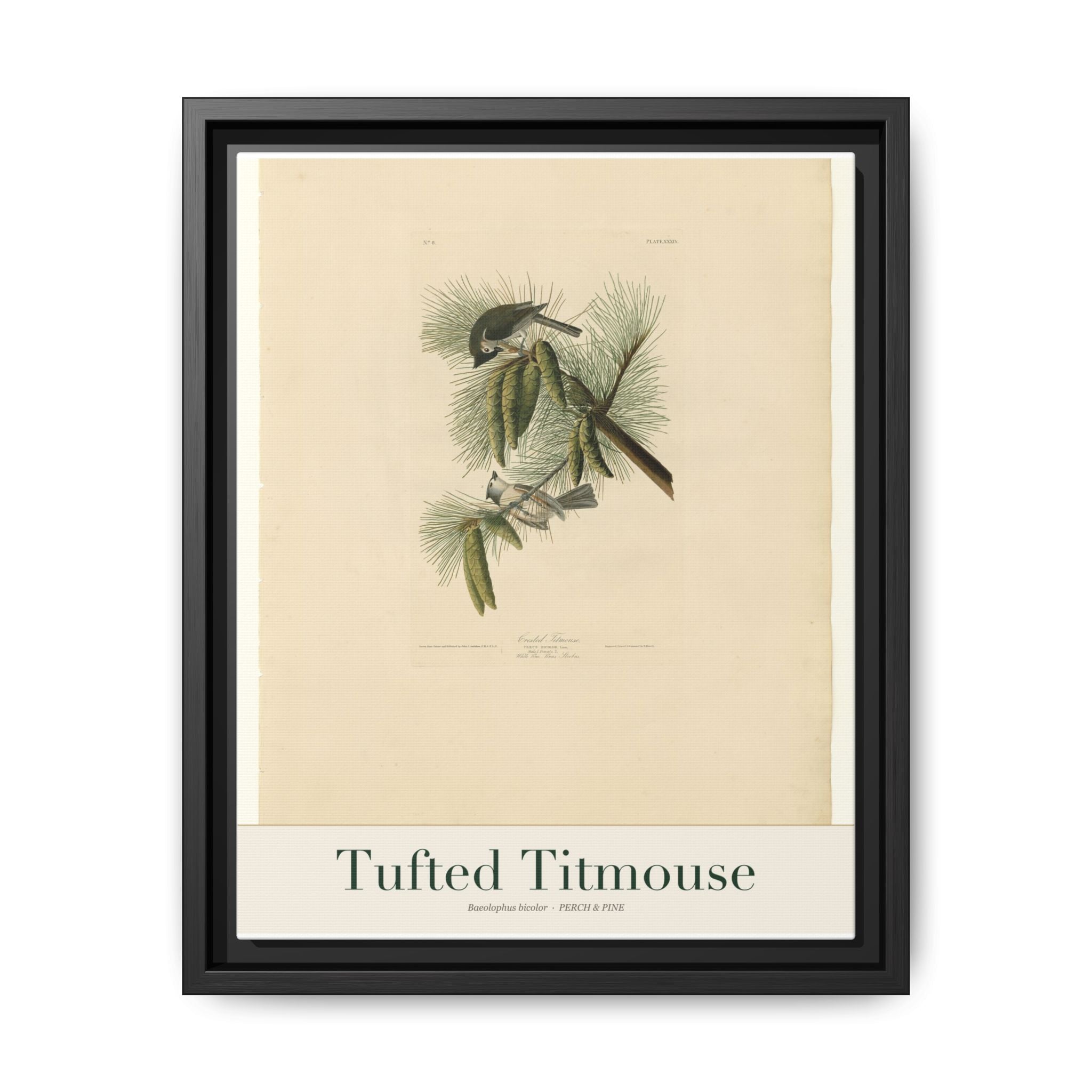 Tufted Titmouse bird wall art — gallery-wrapped canvas | Perch & Pine