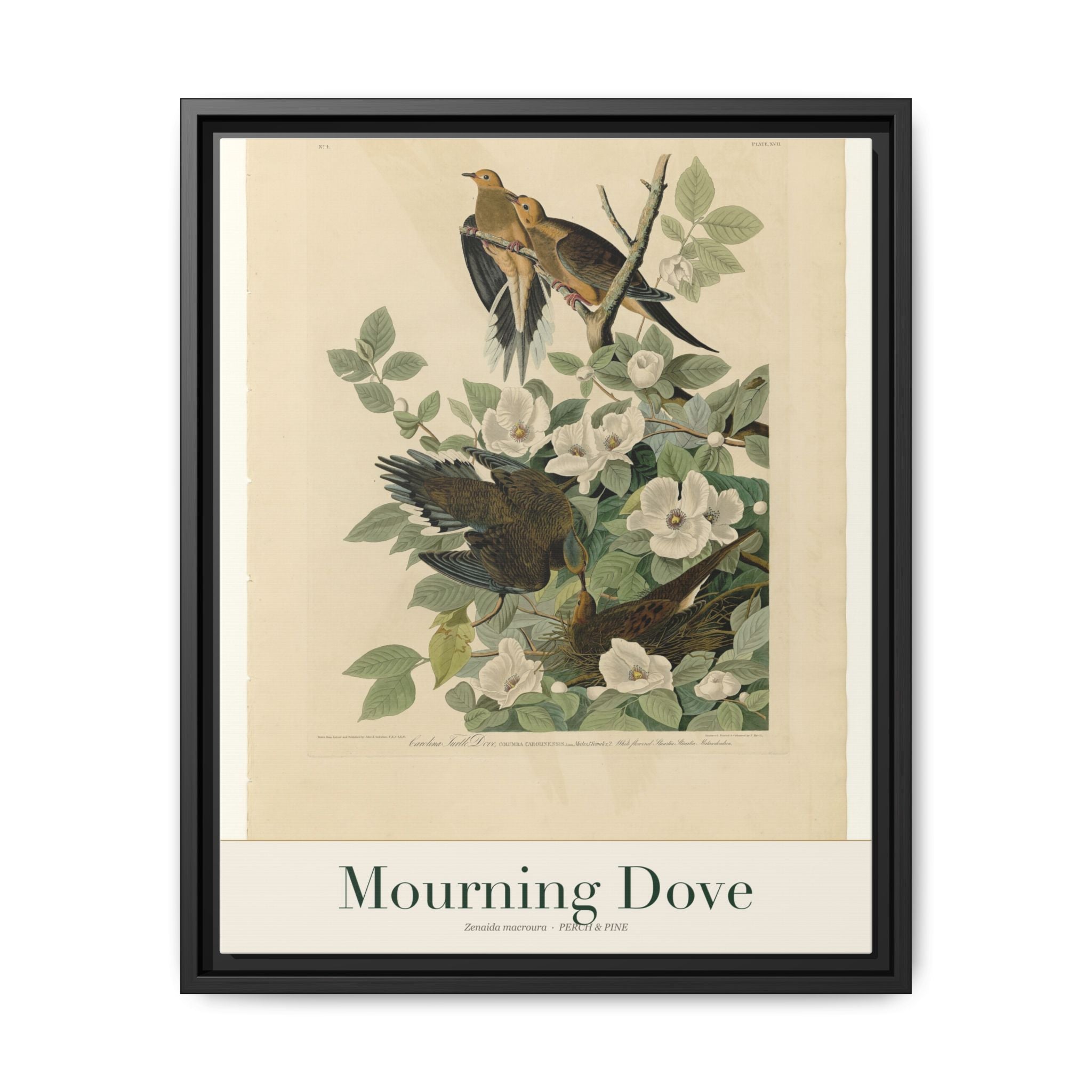 Mourning Dove — framed canvas bird wall art print | Perch & Pine
