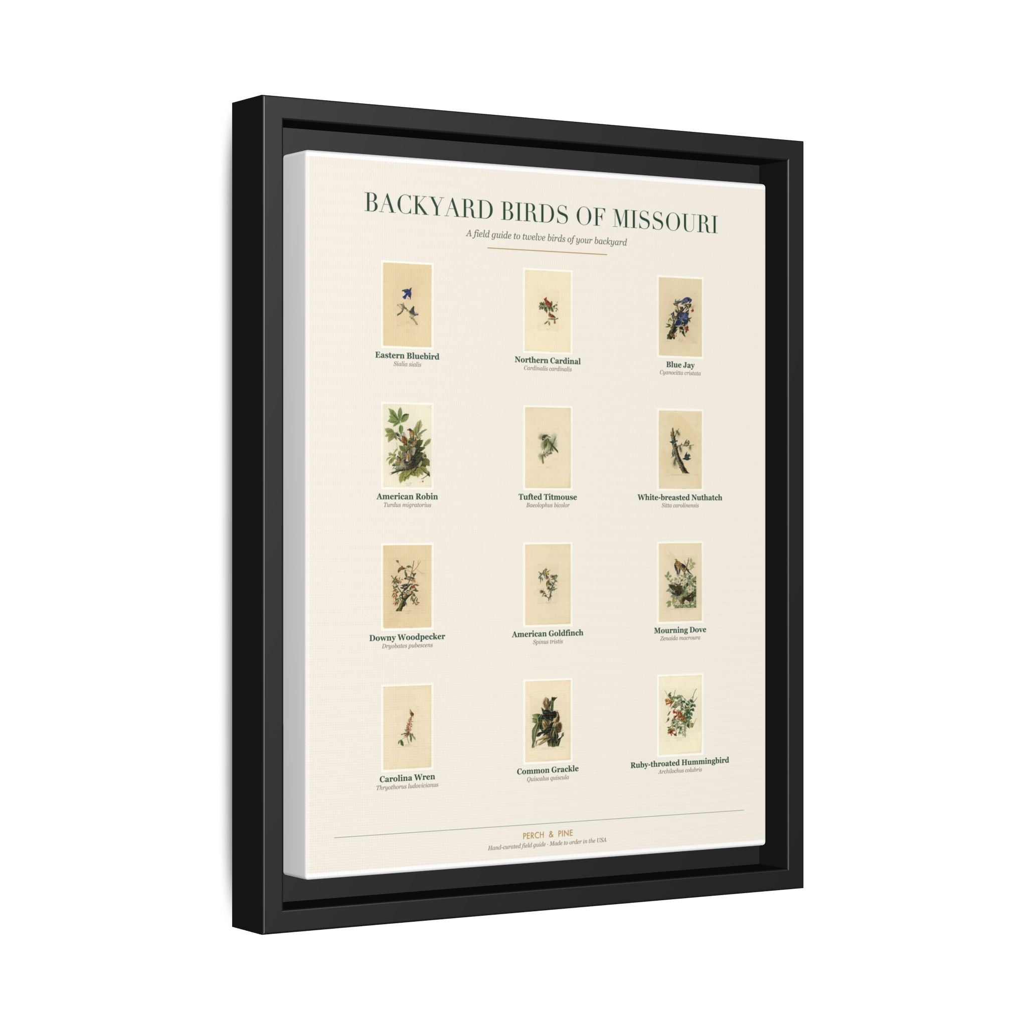 Backyard Birds of Missouri — Framed Canvas Bird Identification Print