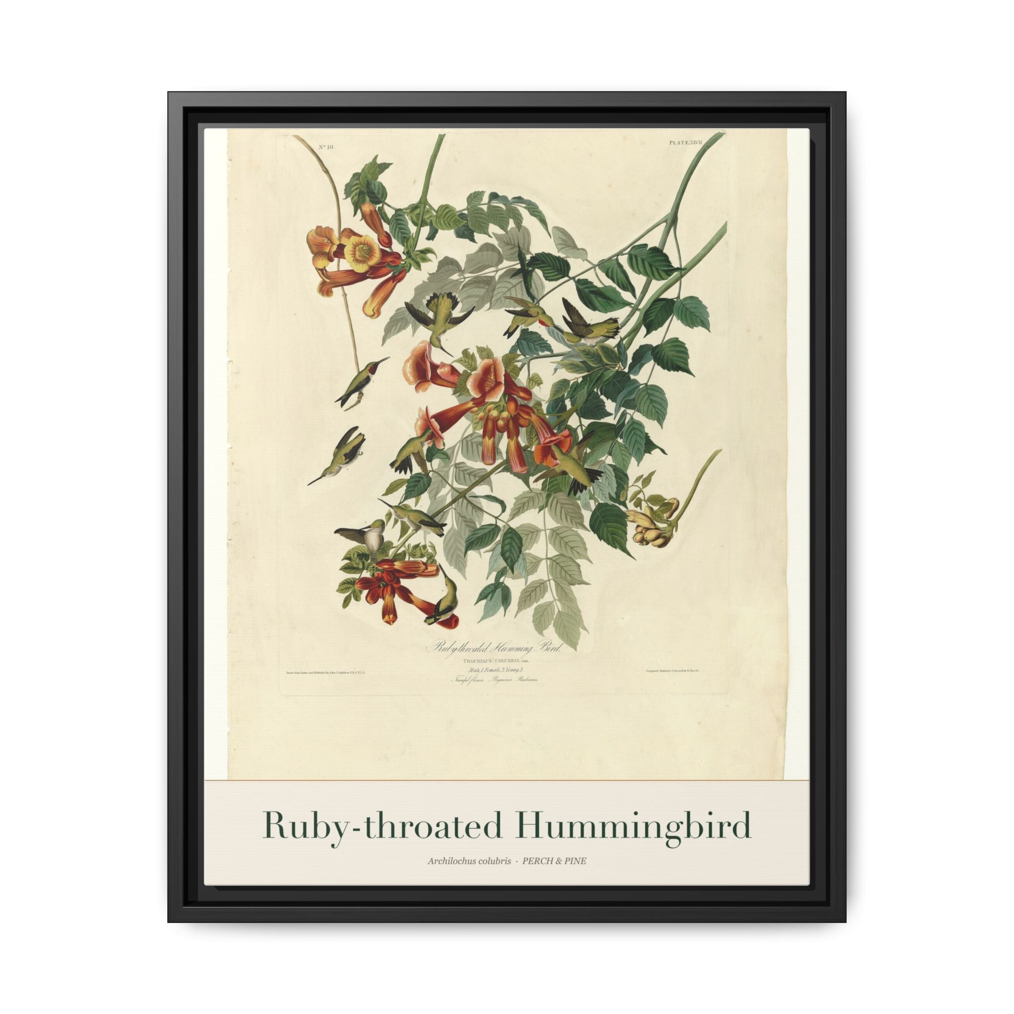 Ruby-throated Hummingbird — framed canvas bird wall art print | Perch & Pine