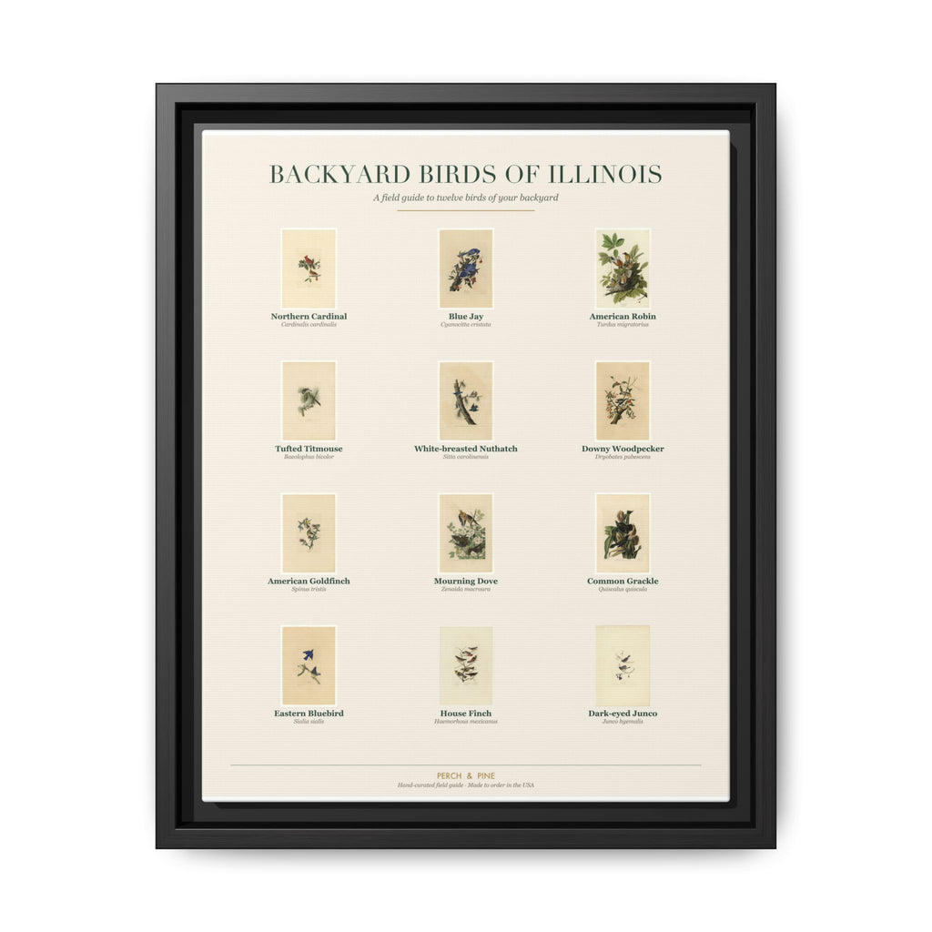 Illinois bird field guide wall art — gallery-wrapped canvas | Perch & Pine