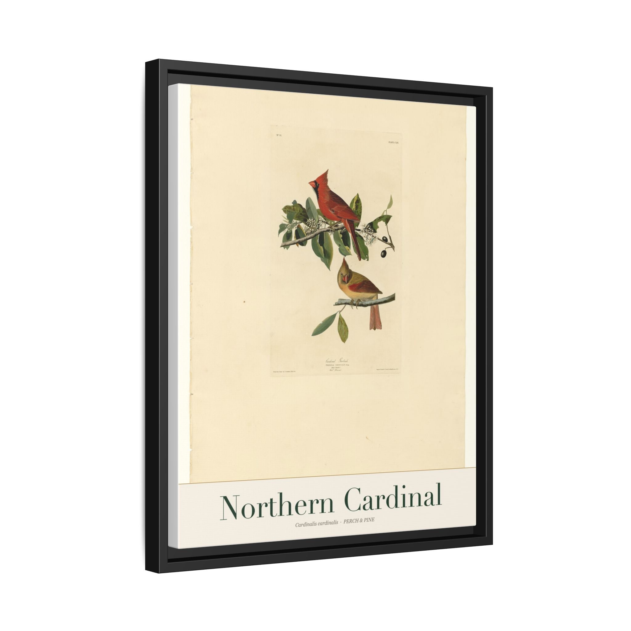 Northern Cardinal framed print detail | Perch & Pine