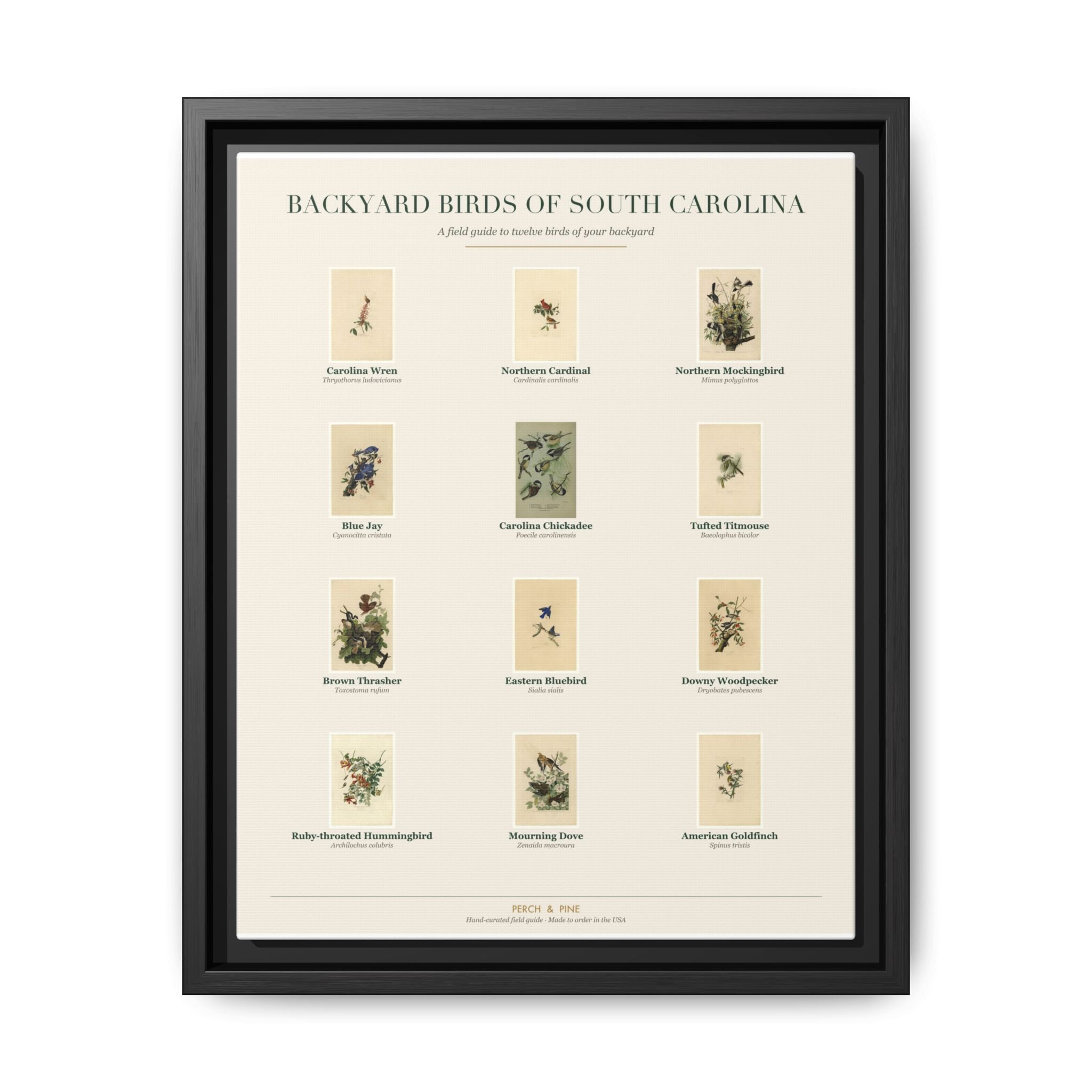 South Carolina bird field guide wall art — gallery-wrapped canvas | Perch & Pine