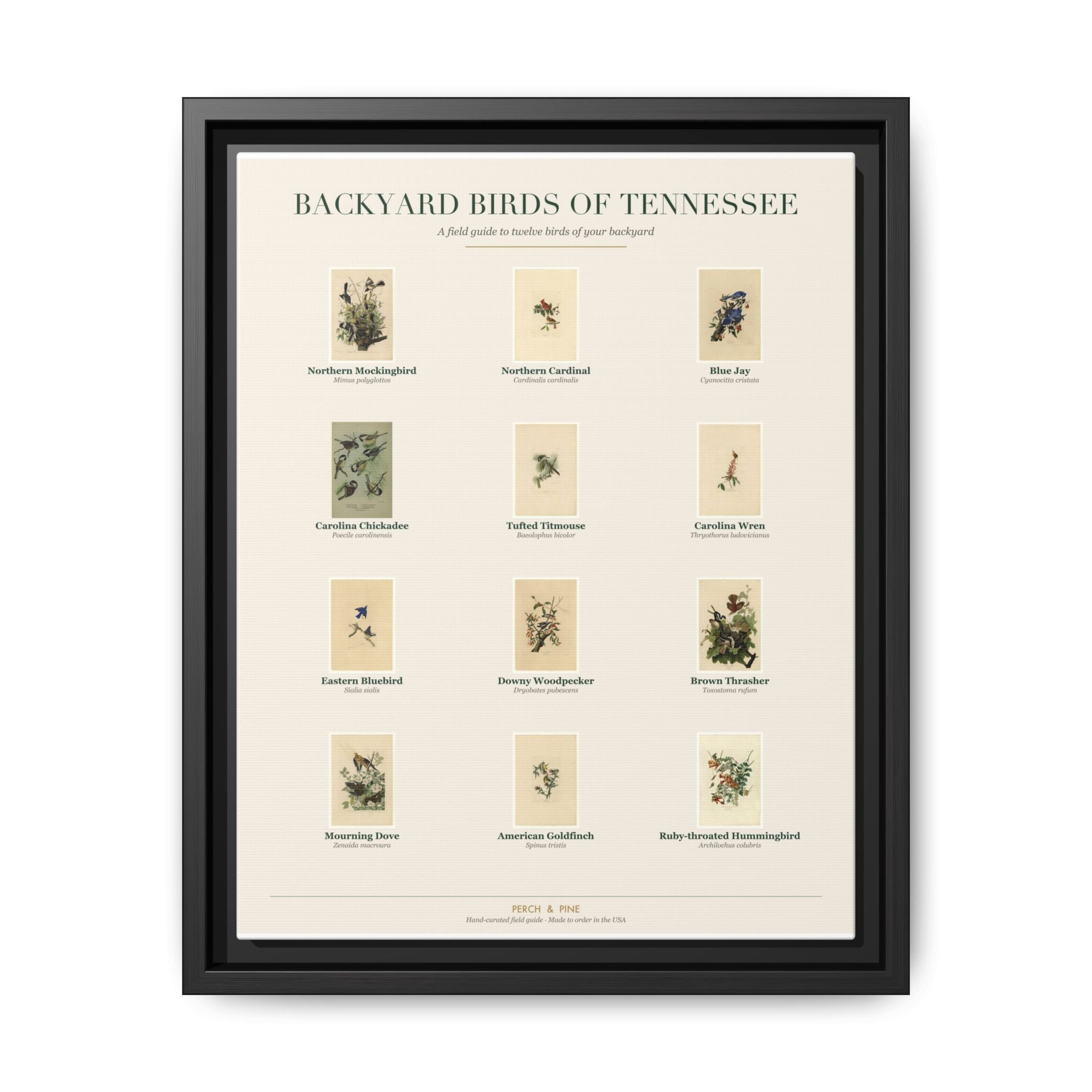 Tennessee bird field guide wall art — gallery-wrapped canvas | Perch & Pine