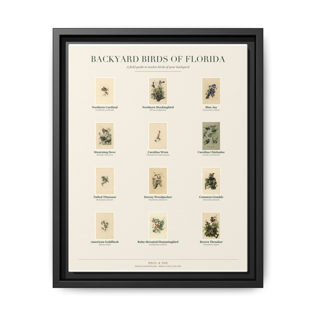 Florida bird field guide wall art — gallery-wrapped canvas | Perch & Pine