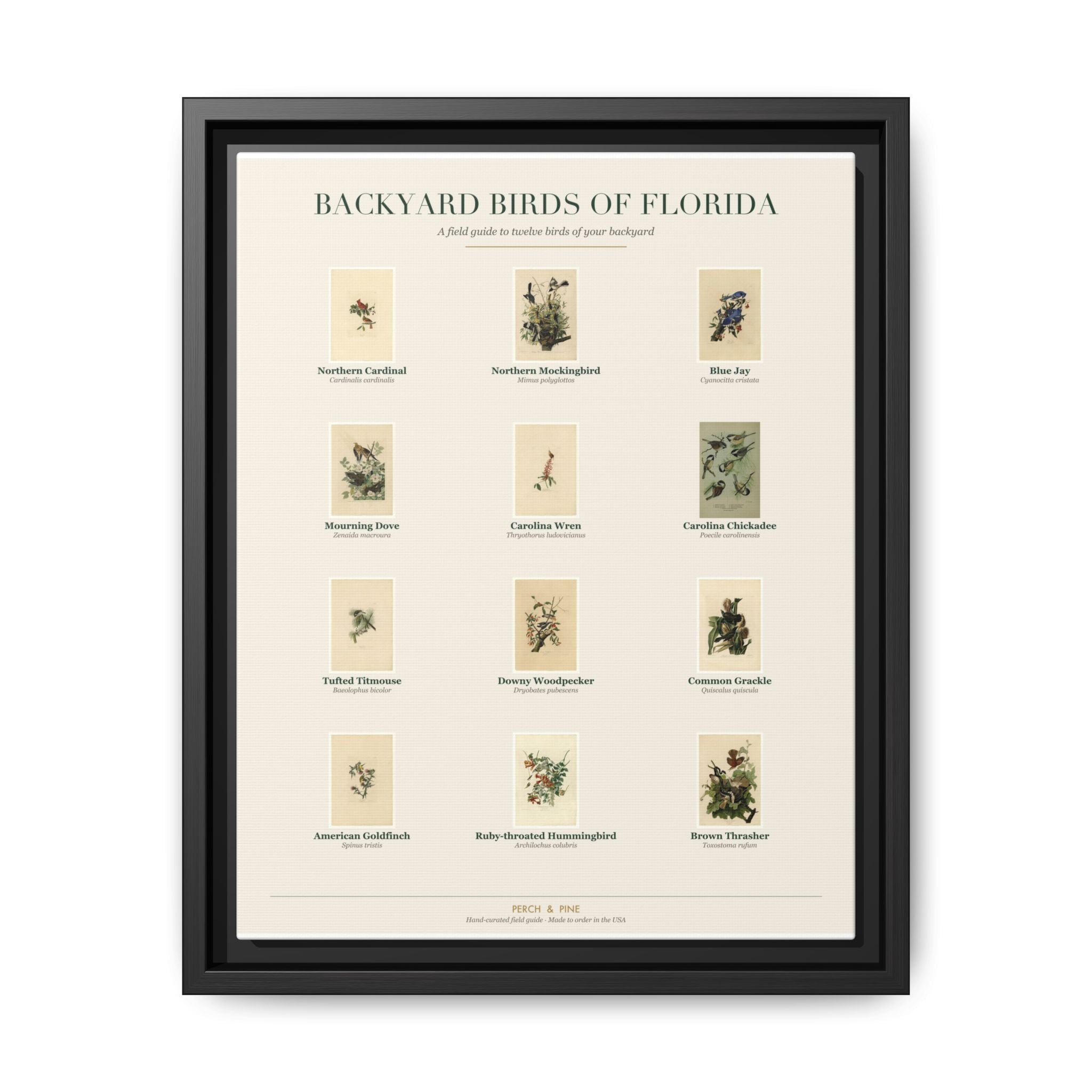 Florida bird field guide wall art — gallery-wrapped canvas | Perch & Pine