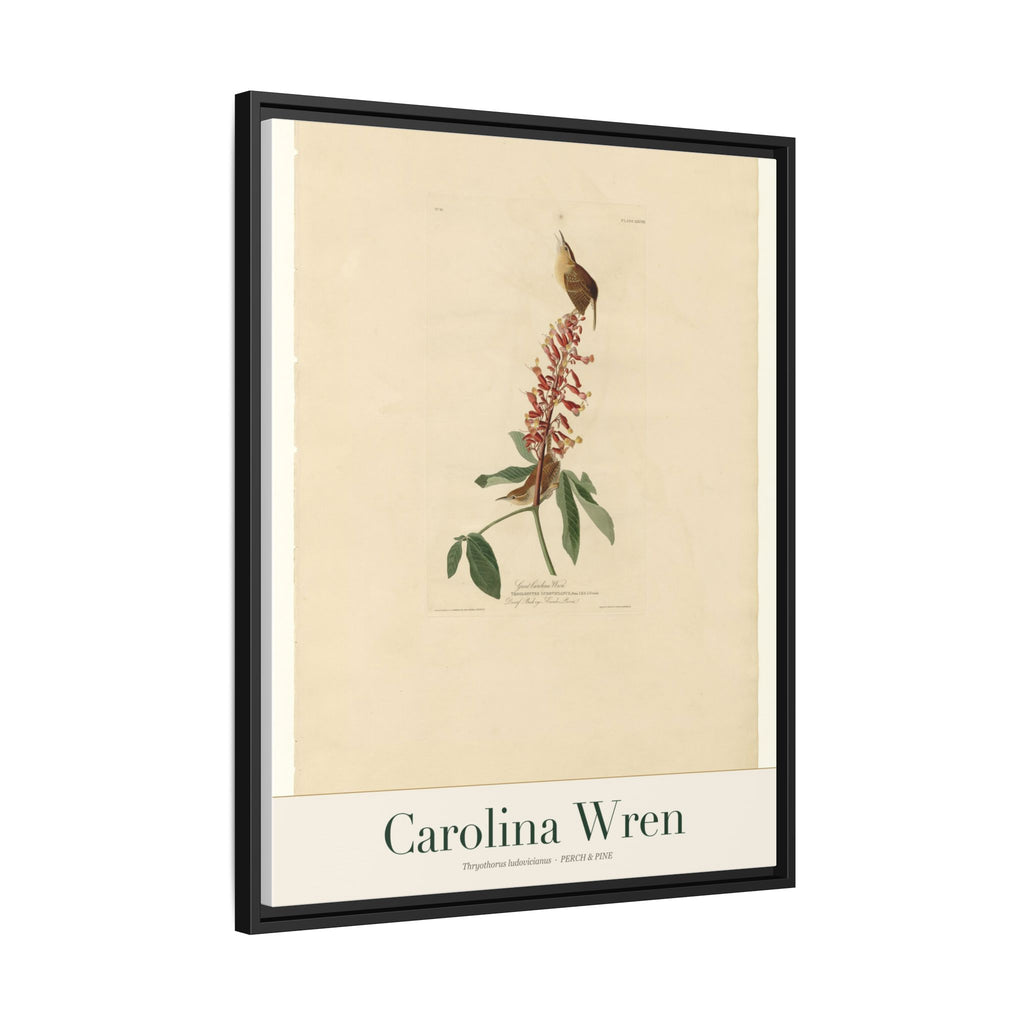 Carolina Wren — Framed Canvas Bird Print