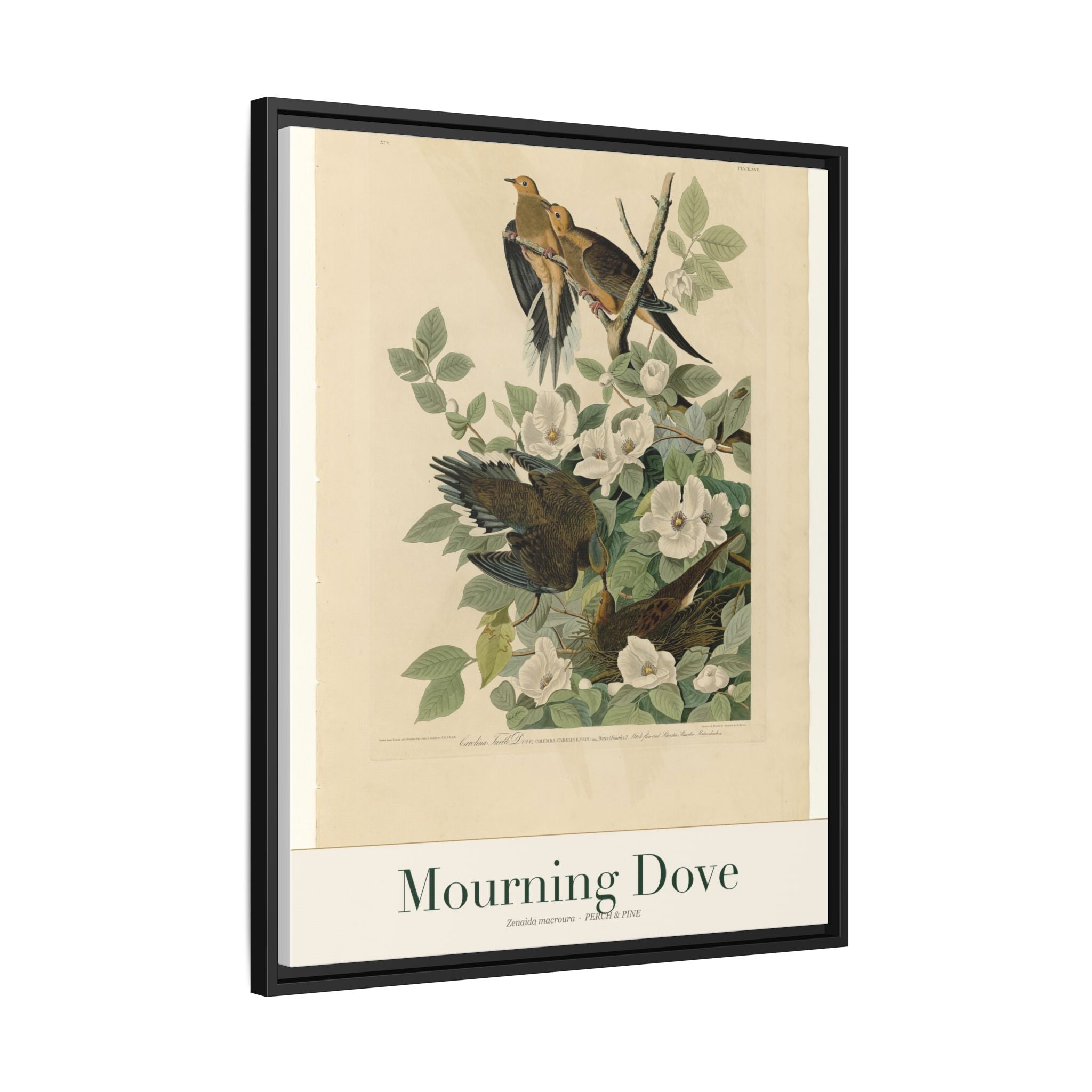 Mourning Dove — Framed Canvas Bird Print