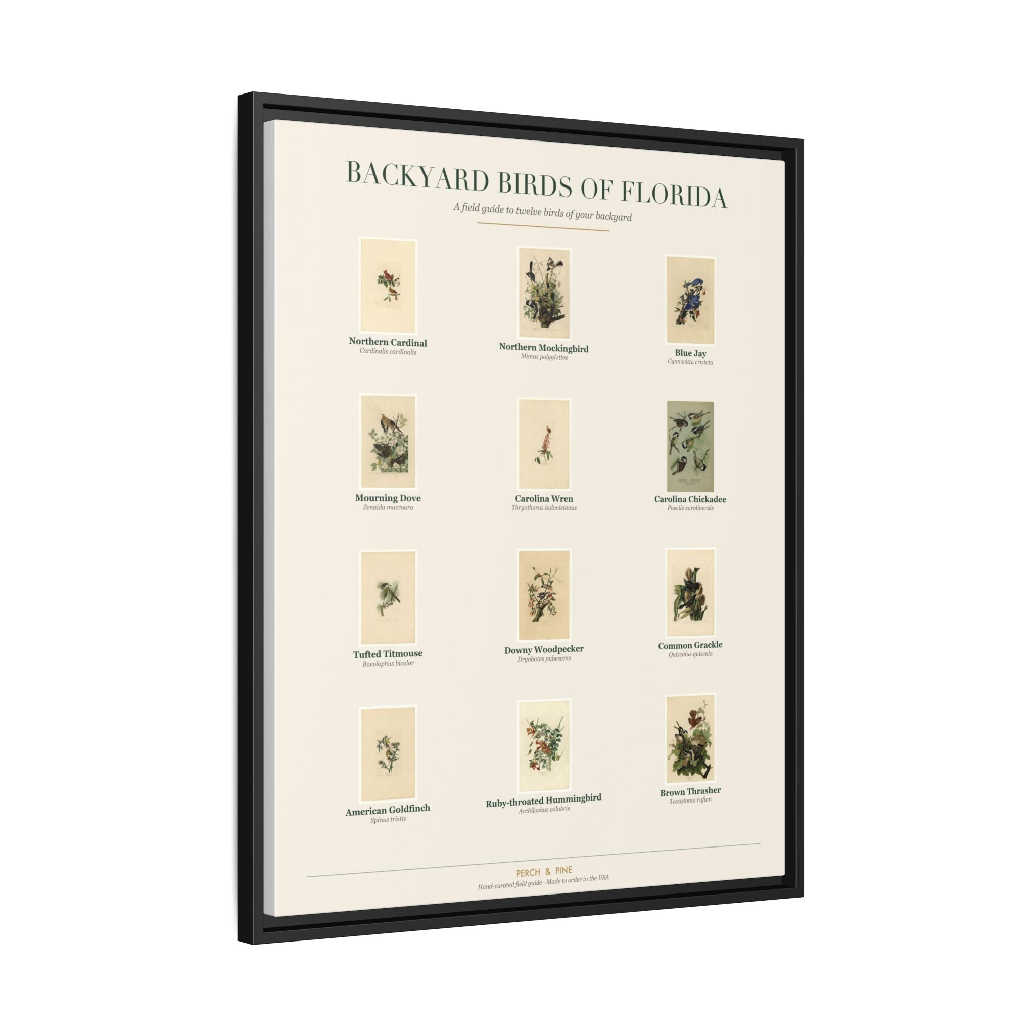 Backyard Birds of Florida Framed Canvas Wall Art Print