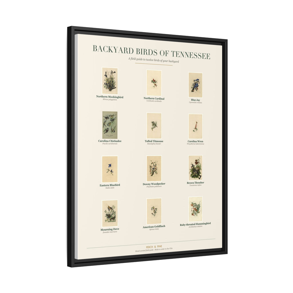 Backyard Birds of Tennessee — Framed Canvas Bird Identification Print