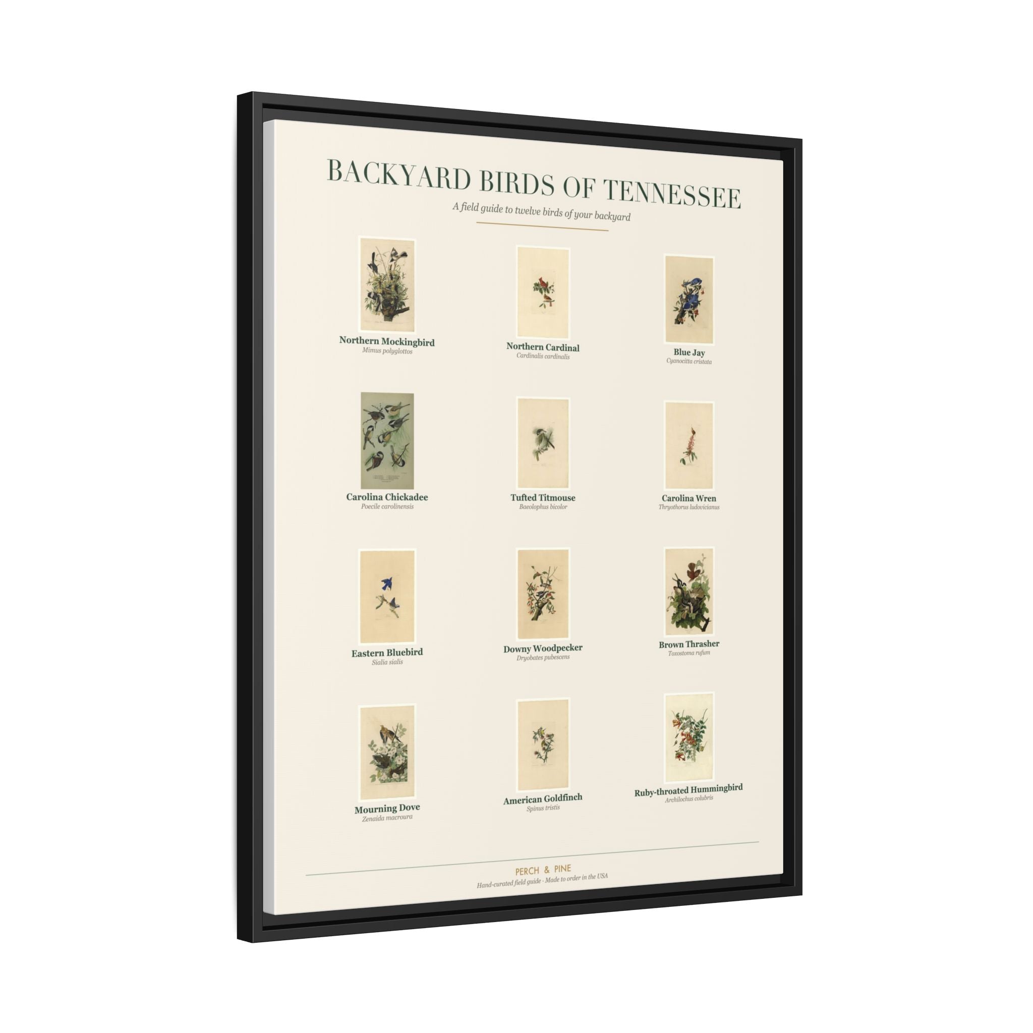 Backyard Birds of Tennessee — Framed Canvas Bird Identification Print
