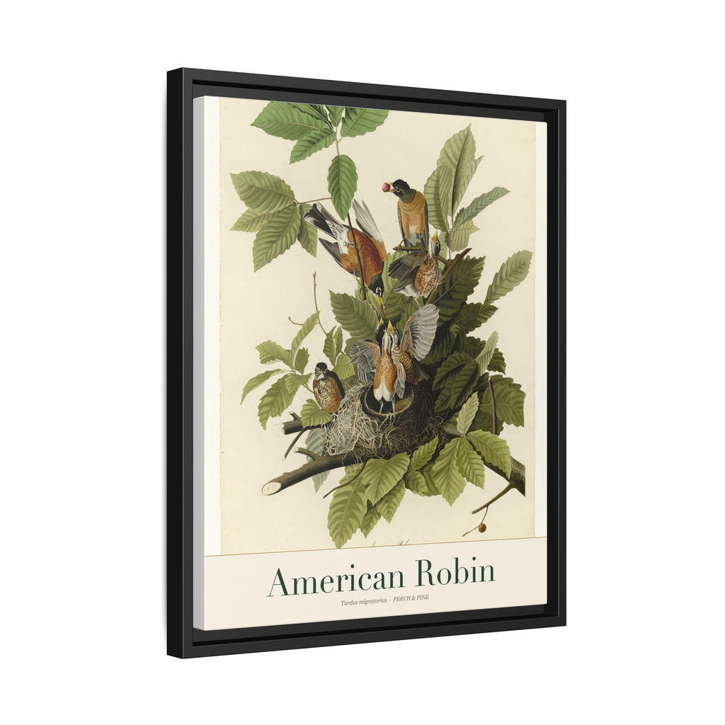 American Robin framed print detail | Perch & Pine