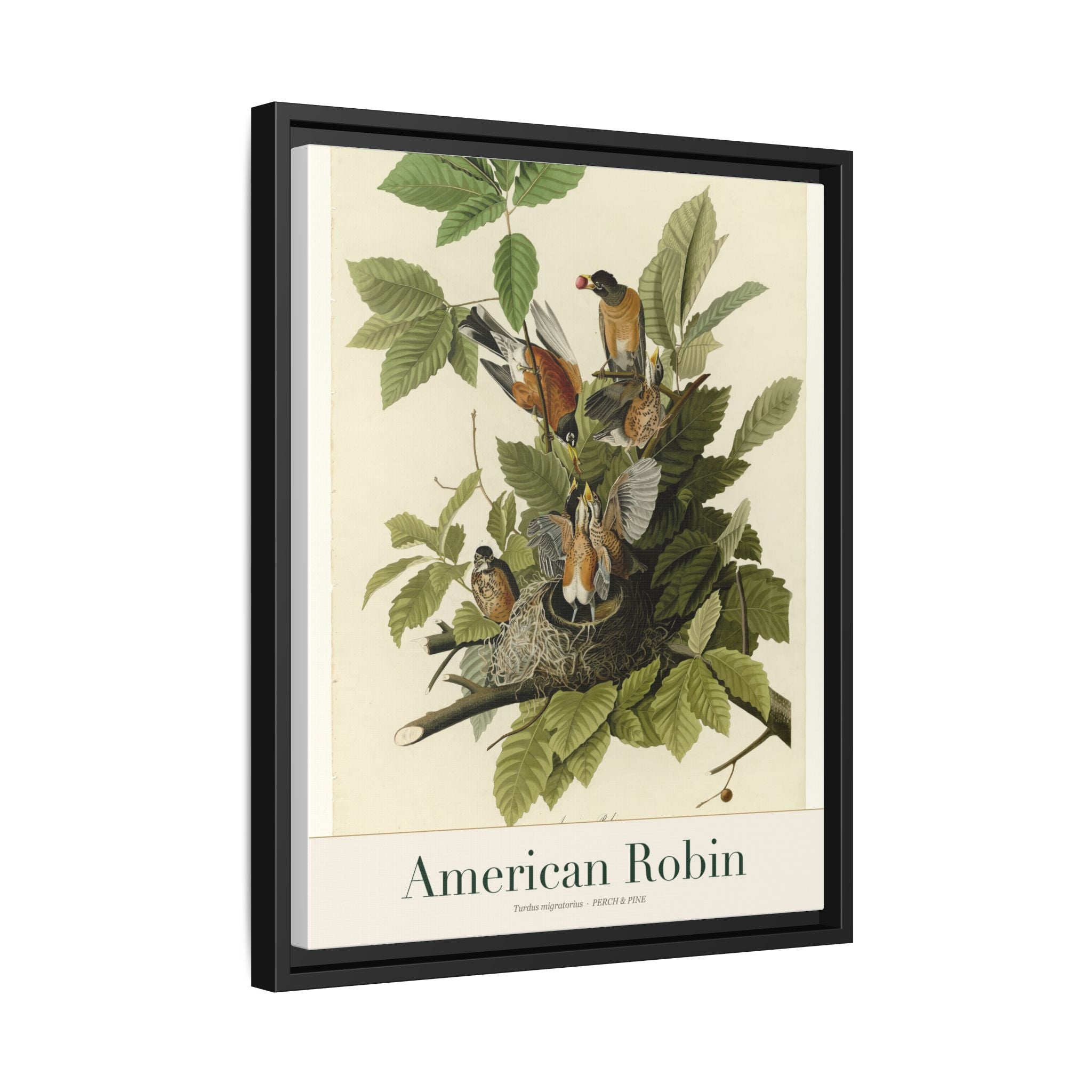 American Robin framed print detail | Perch & Pine