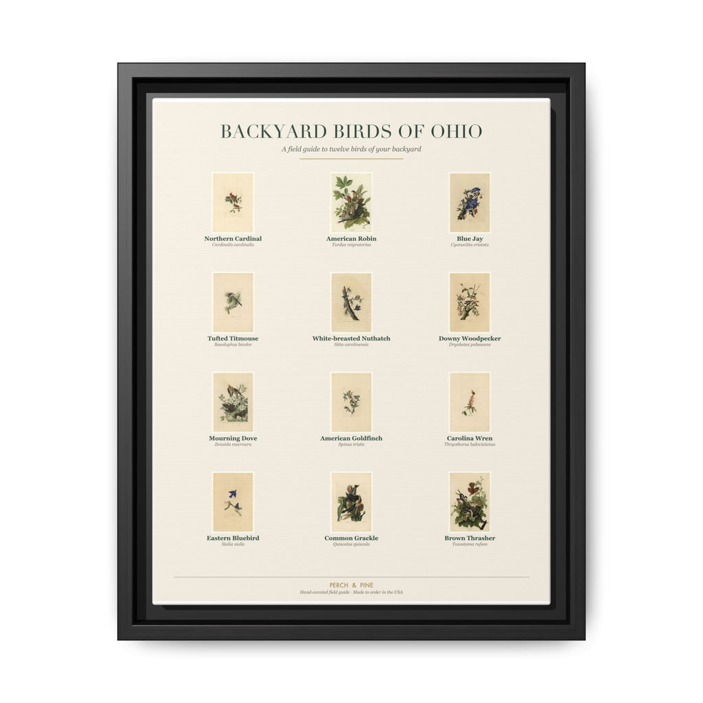 Ohio bird field guide wall art — gallery-wrapped canvas | Perch & Pine