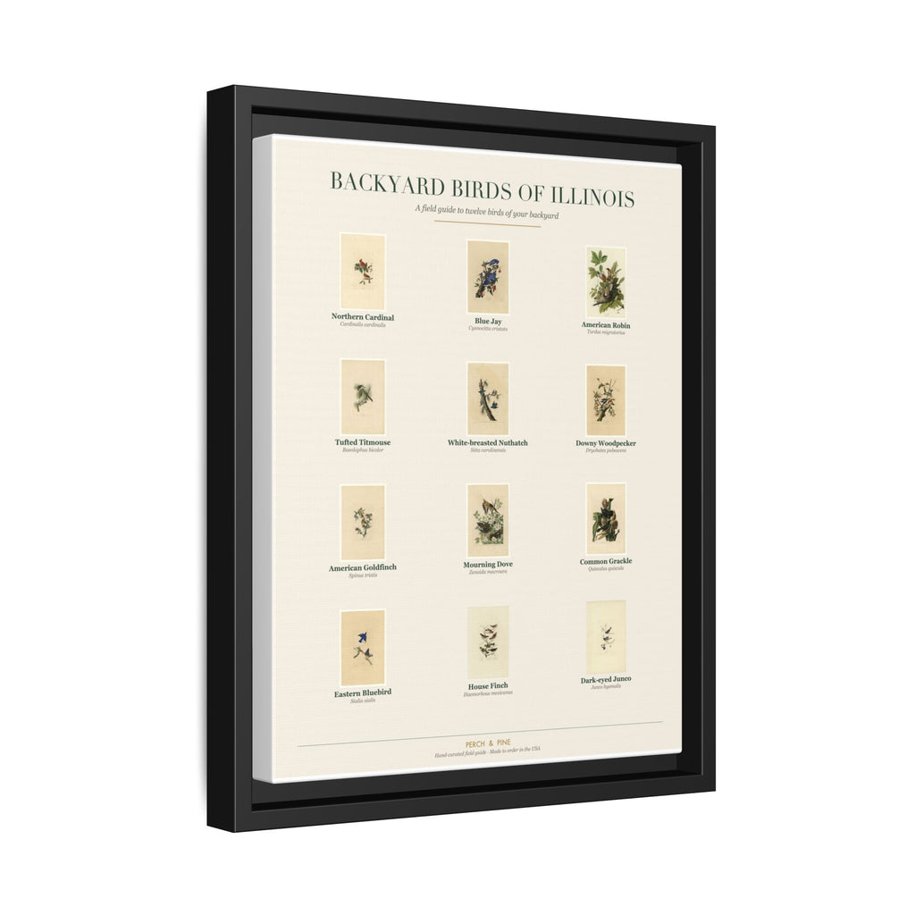 Backyard Birds of Illinois — Framed Canvas Bird Identification Print
