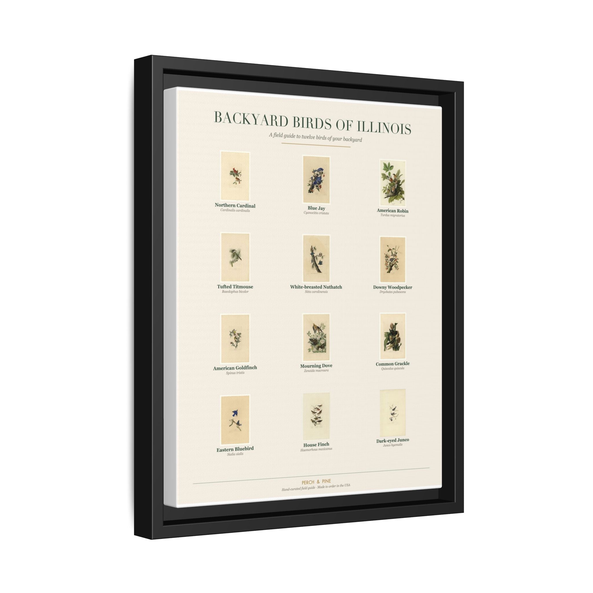 Backyard Birds of Illinois — Framed Canvas Bird Identification Print