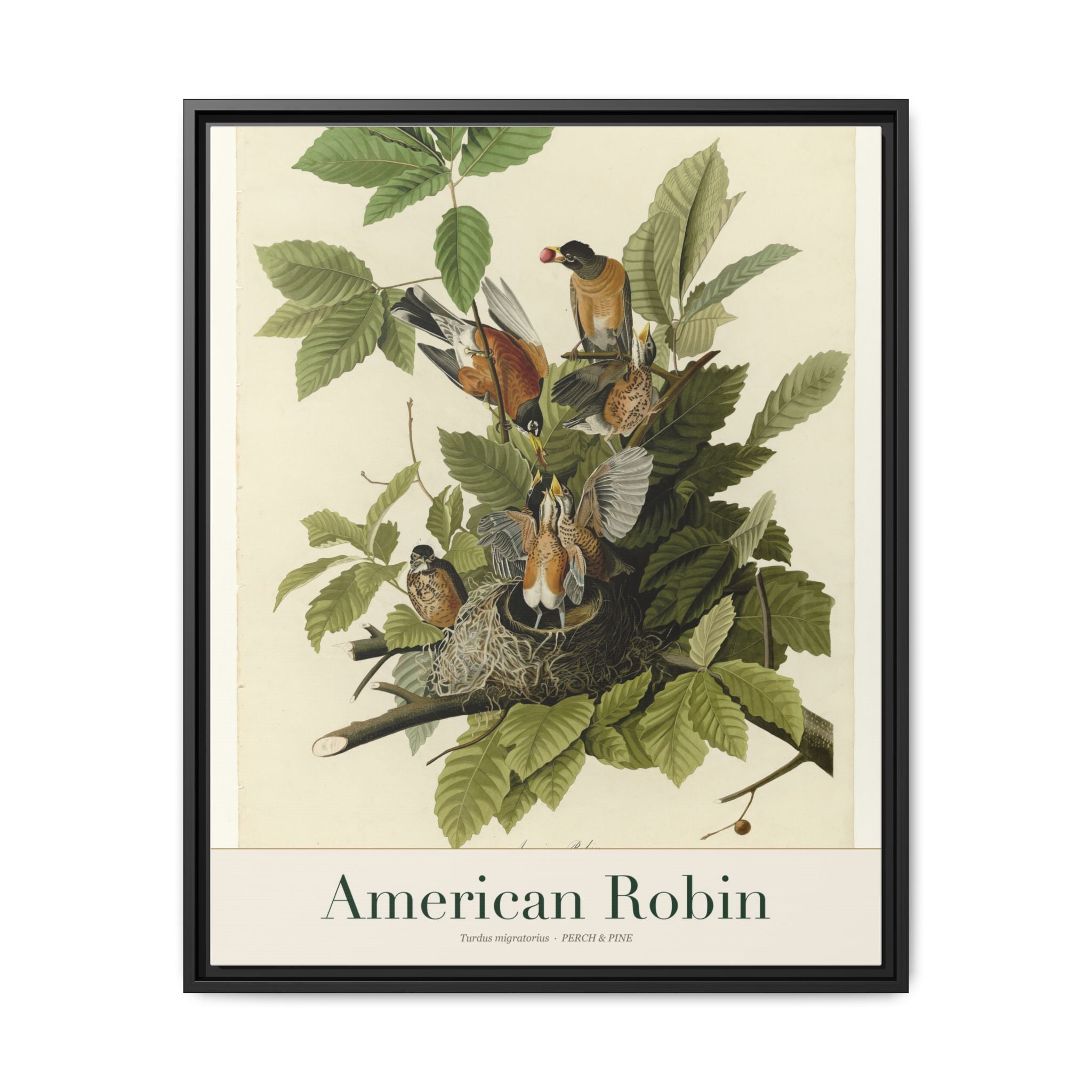 American Robin framed canvas print shown on a wall | Perch & Pine