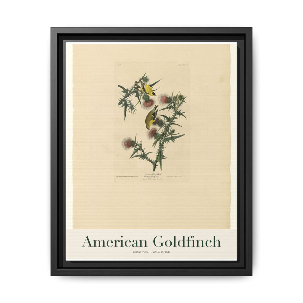 American Goldfinch bird wall art — gallery-wrapped canvas | Perch & Pine