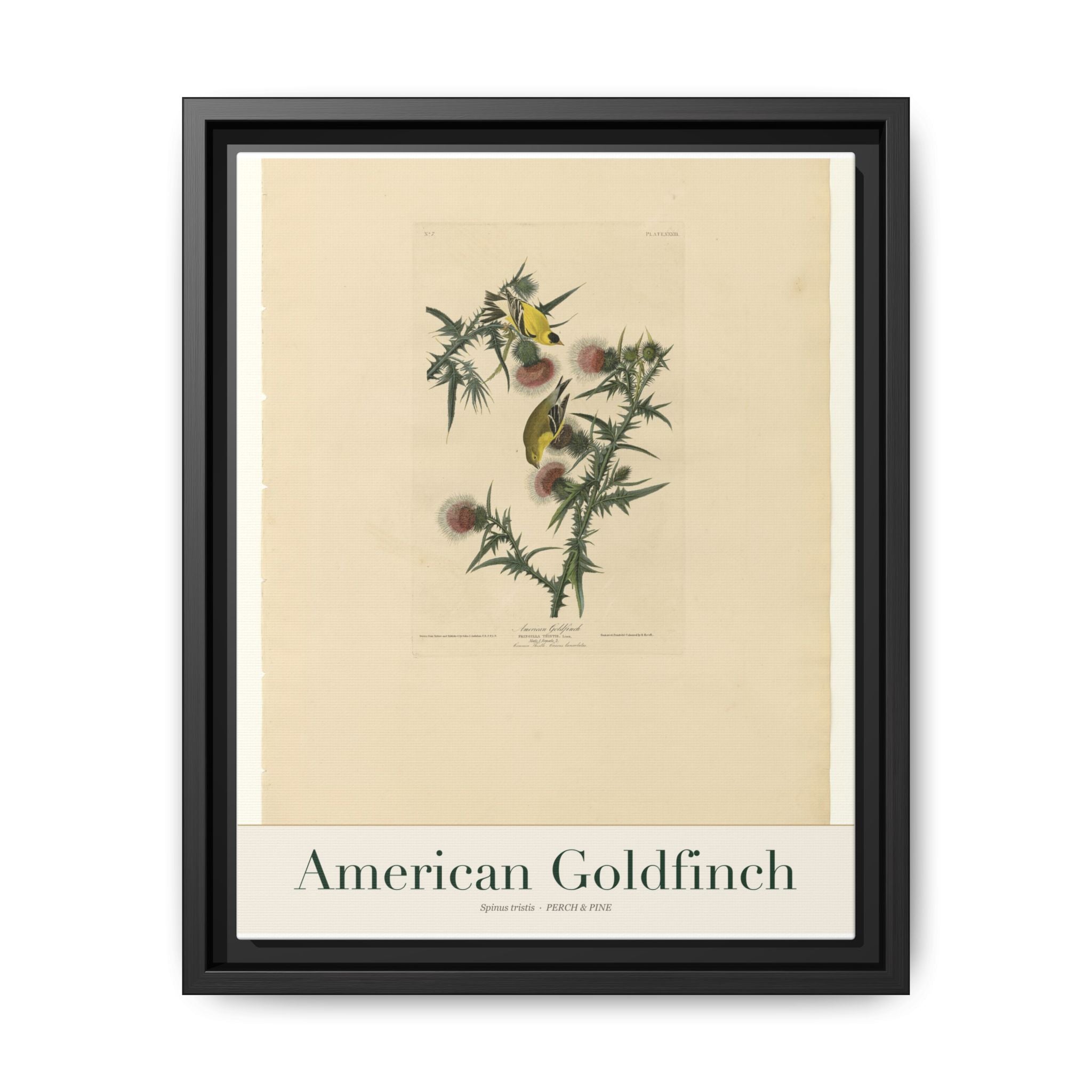 American Goldfinch bird wall art — gallery-wrapped canvas | Perch & Pine