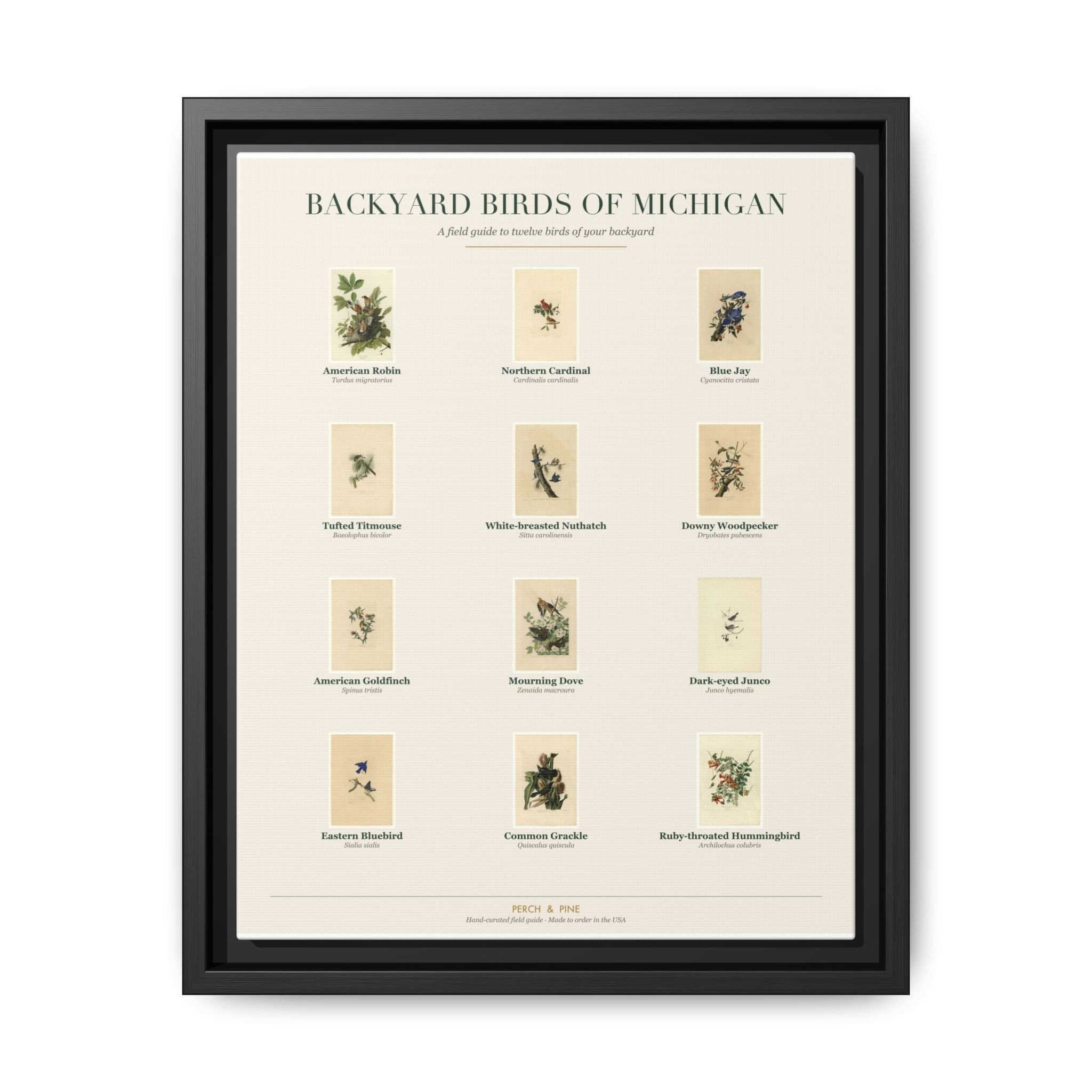 Michigan bird field guide wall art — gallery-wrapped canvas | Perch & Pine