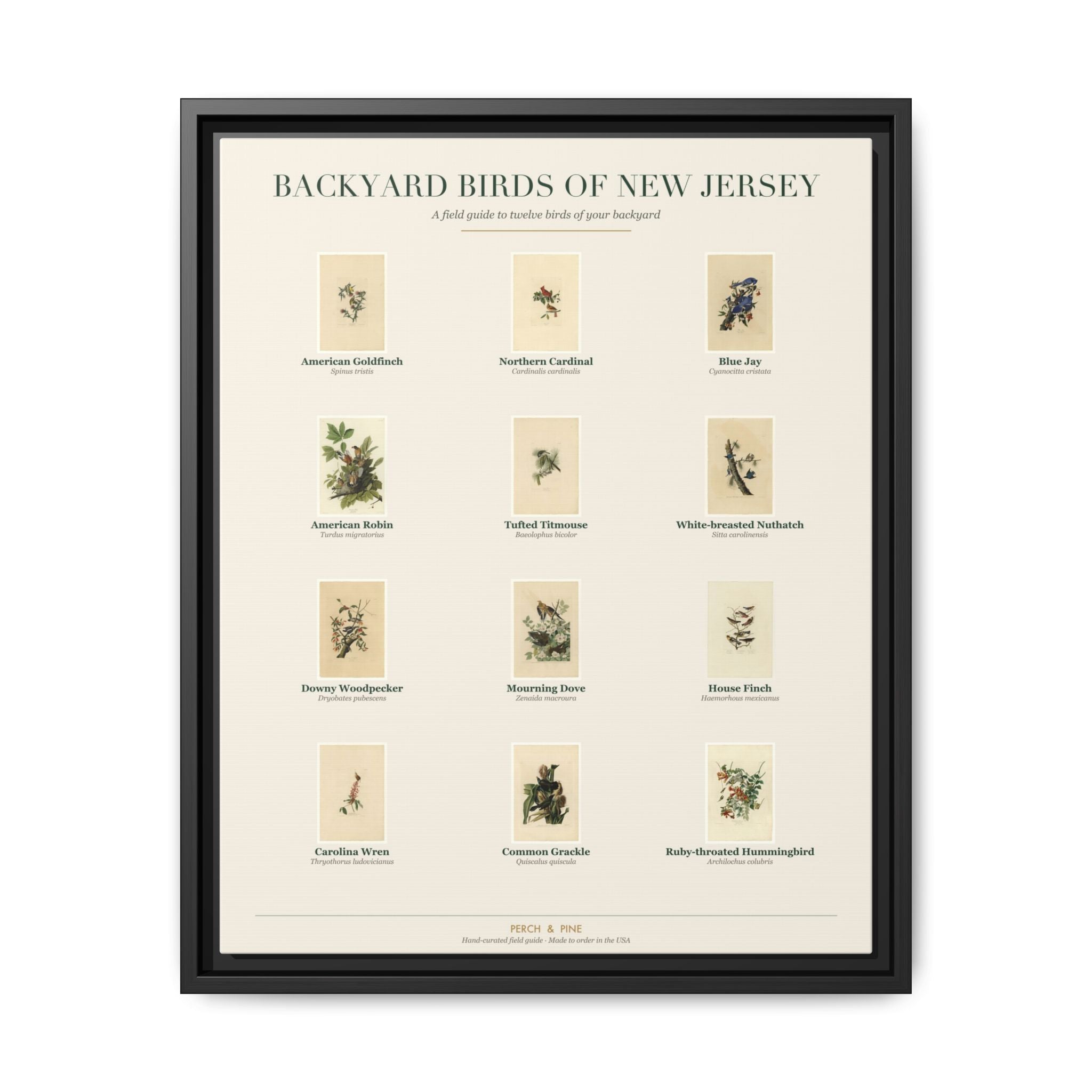 Backyard Birds of New Jersey — framed canvas wall art bird identification print | Perch & Pine