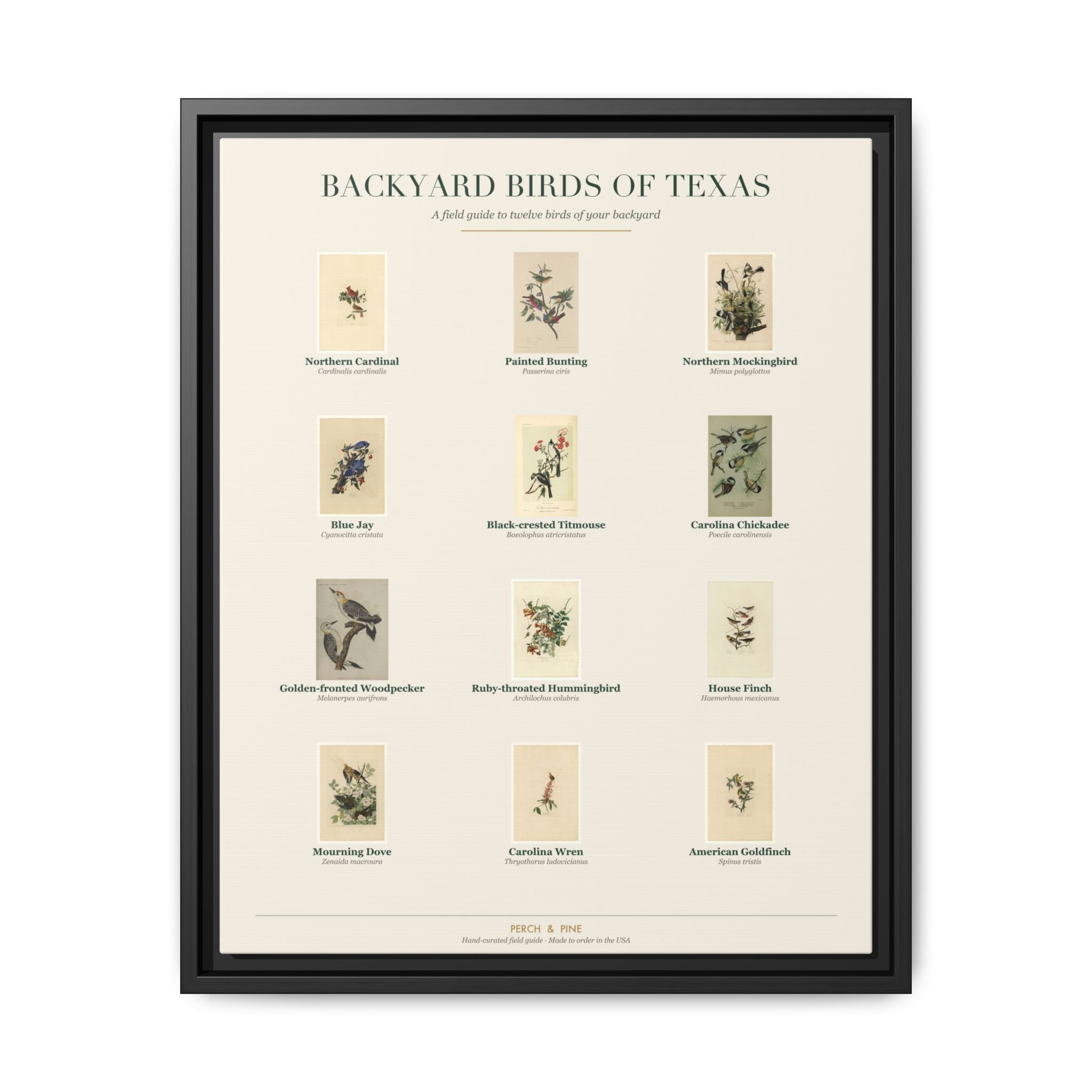 Backyard Birds of Texas — framed canvas wall art bird identification print | Perch & Pine