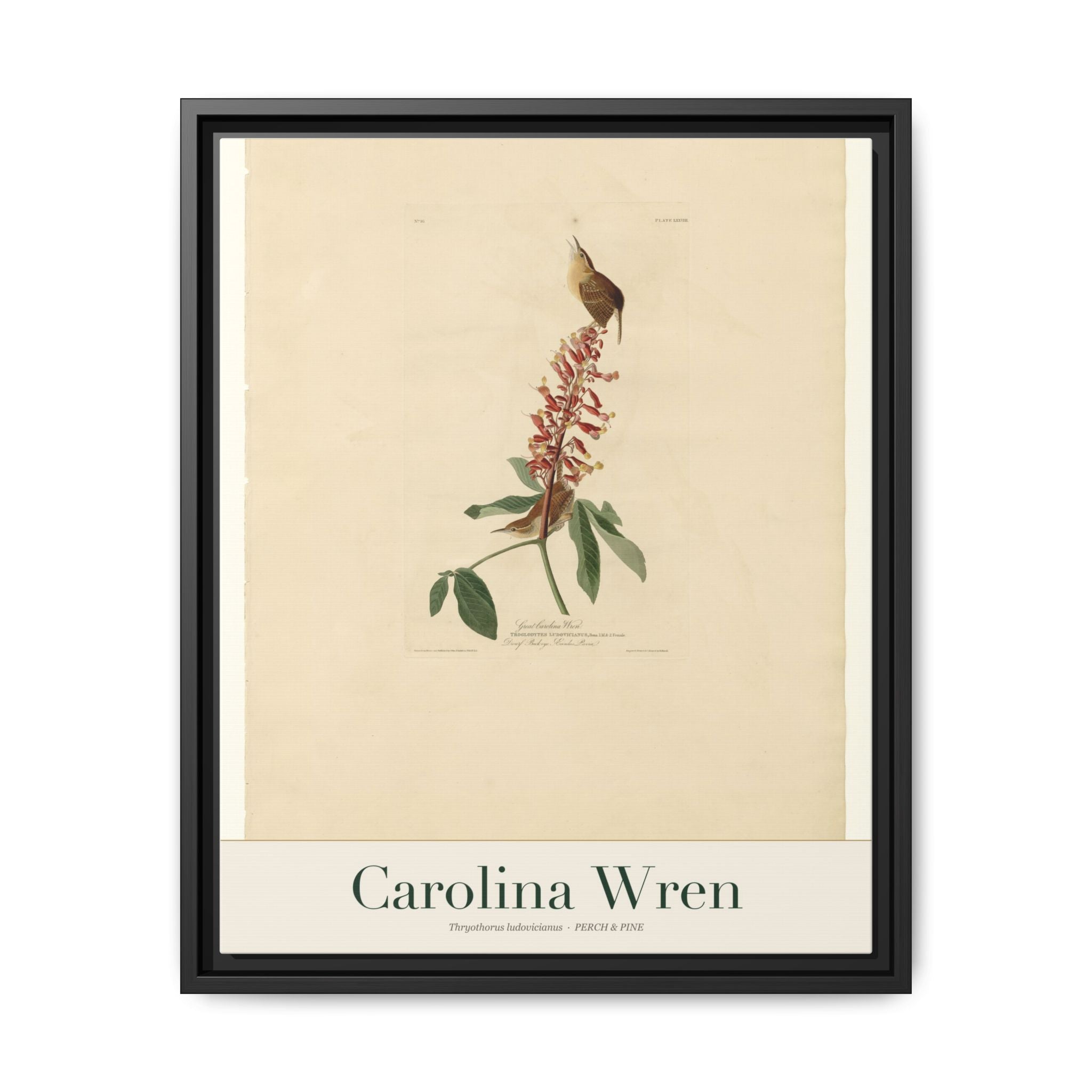Carolina Wren — framed canvas bird wall art print | Perch & Pine