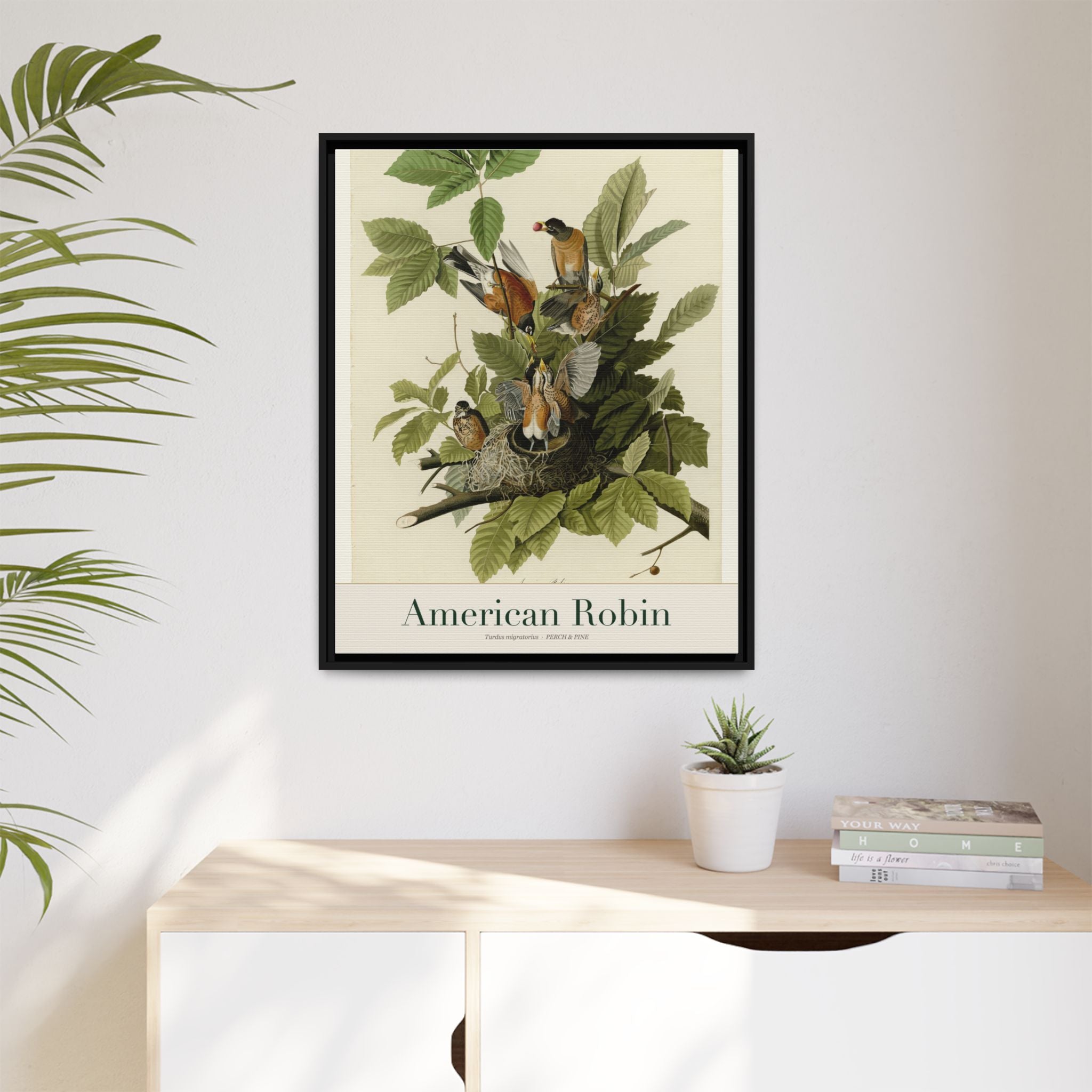 American Robin — Framed Canvas Bird Print