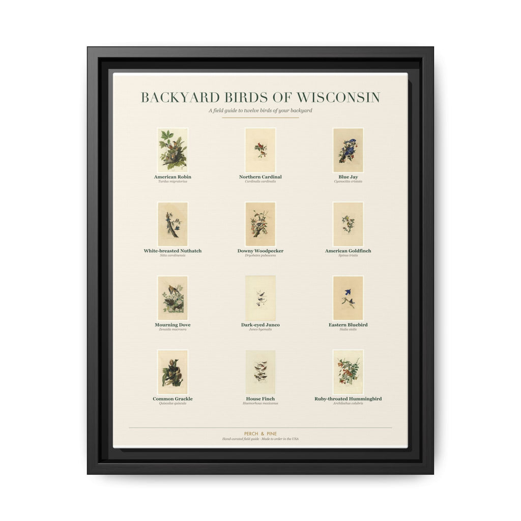 Wisconsin bird field guide wall art — gallery-wrapped canvas | Perch & Pine