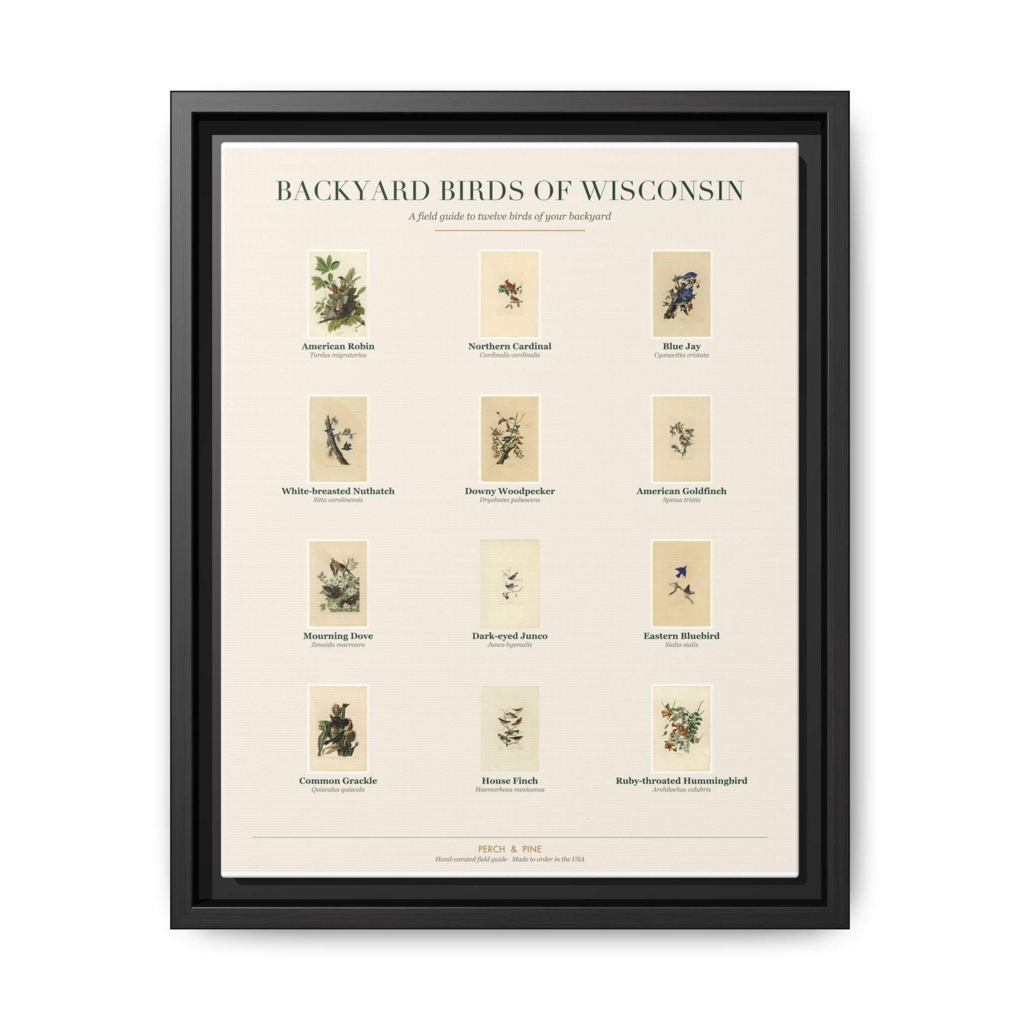 Wisconsin bird field guide wall art — gallery-wrapped canvas | Perch & Pine