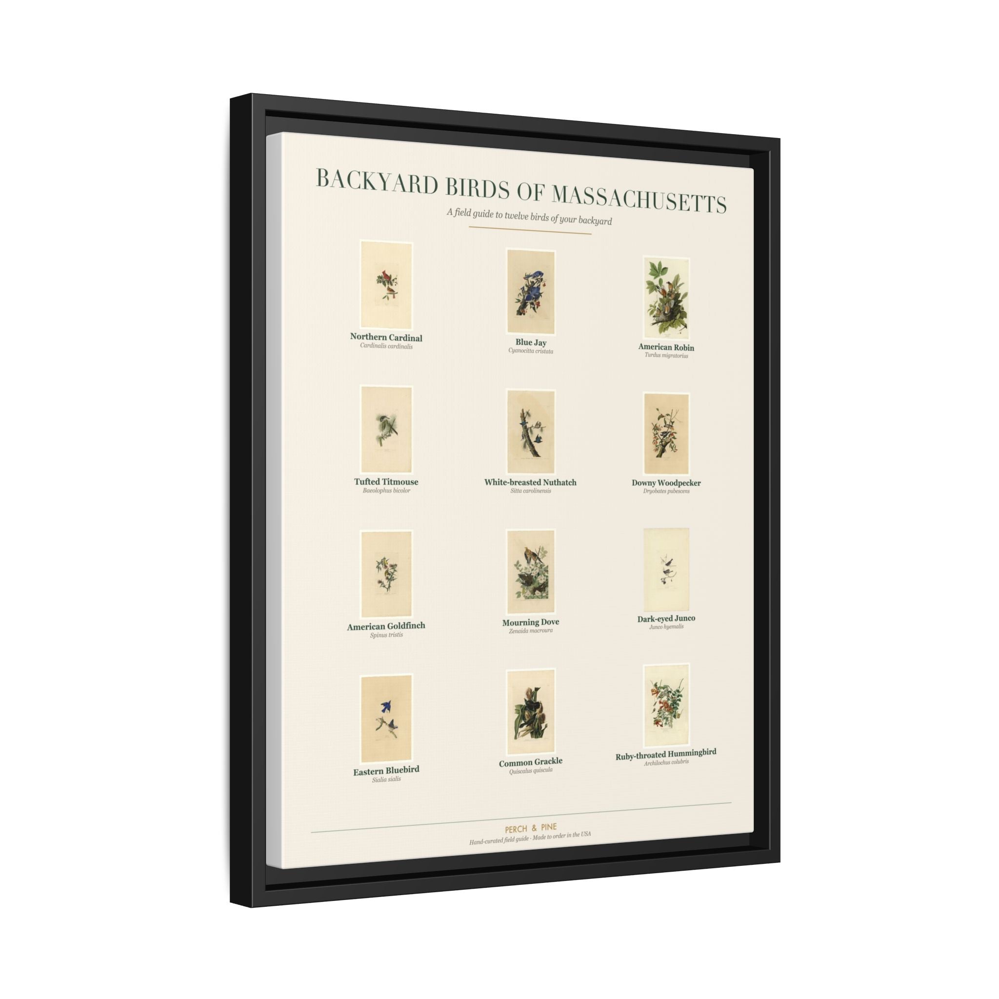 Massachusetts backyard birds print, species labeled by name | Perch & Pine