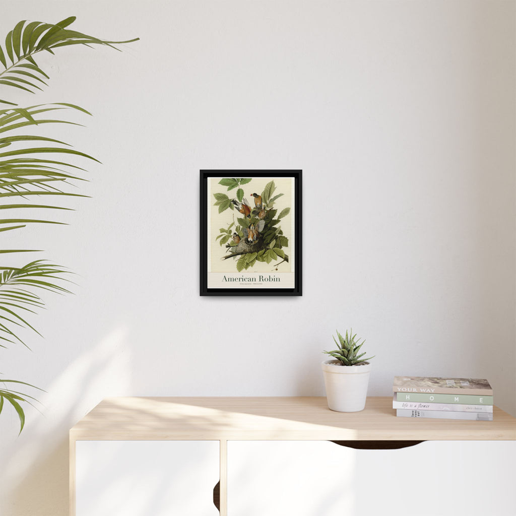 American Robin — Framed Canvas Bird Print
