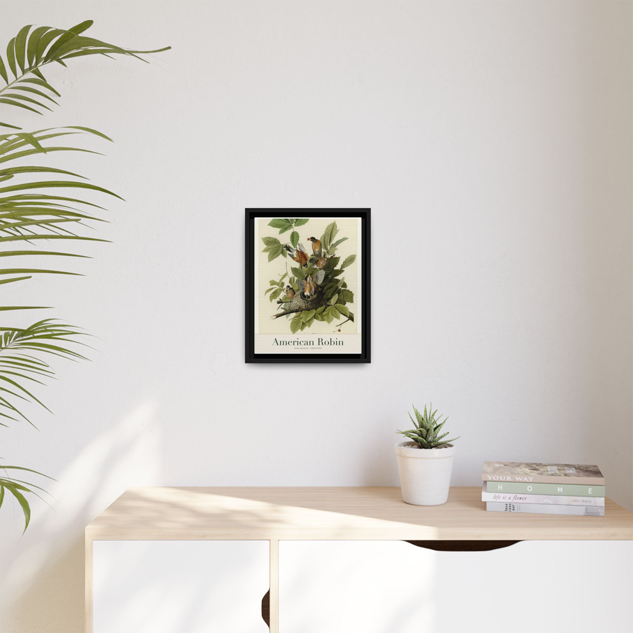 American Robin — Framed Canvas Bird Print