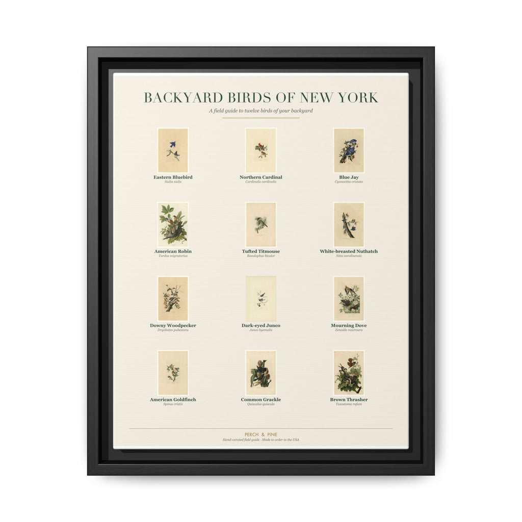 New York bird field guide wall art — gallery-wrapped canvas | Perch & Pine