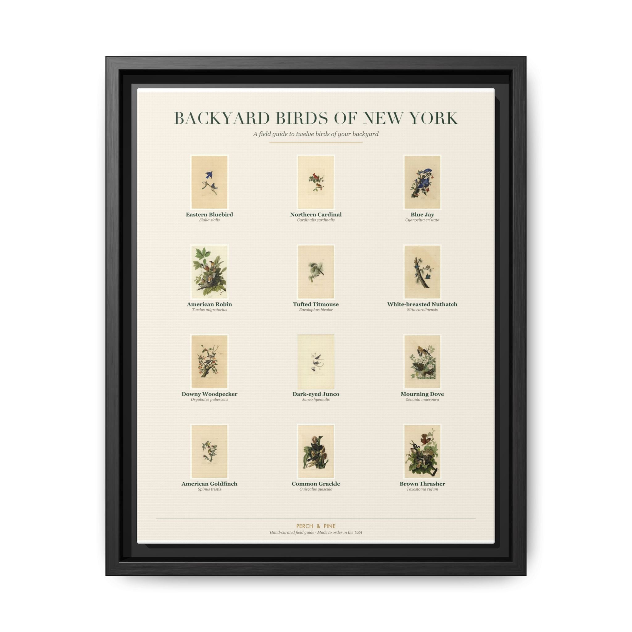 New York bird field guide wall art — gallery-wrapped canvas | Perch & Pine