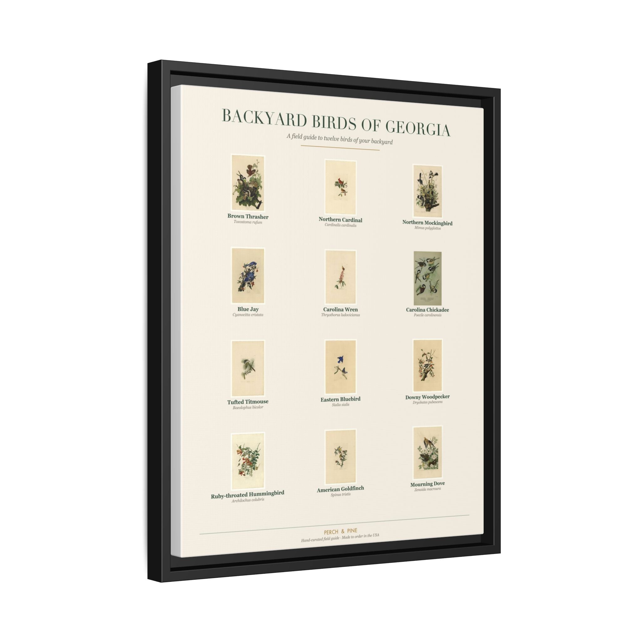 Georgia backyard birds print, species labeled by name | Perch & Pine