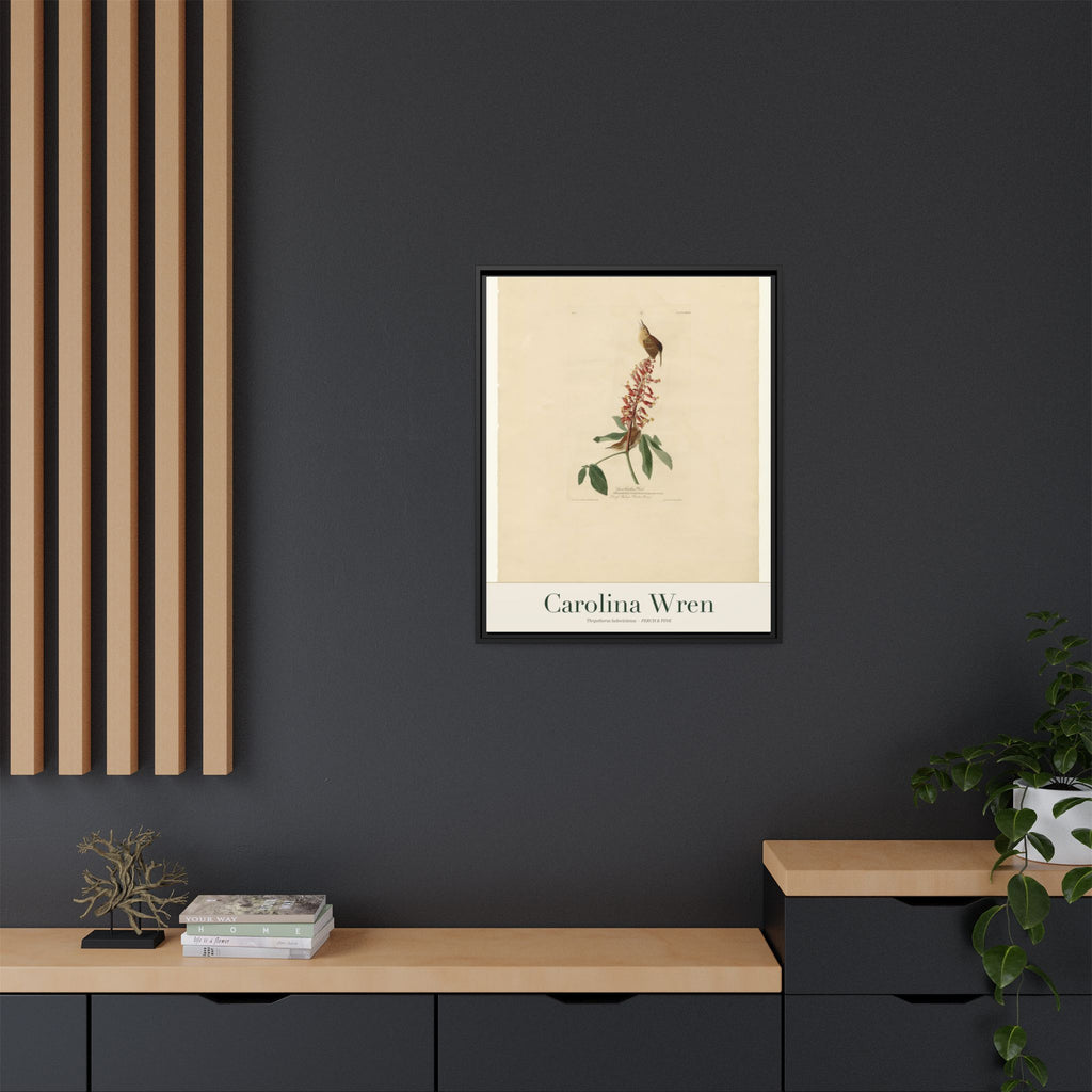 Carolina Wren — Framed Canvas Bird Print