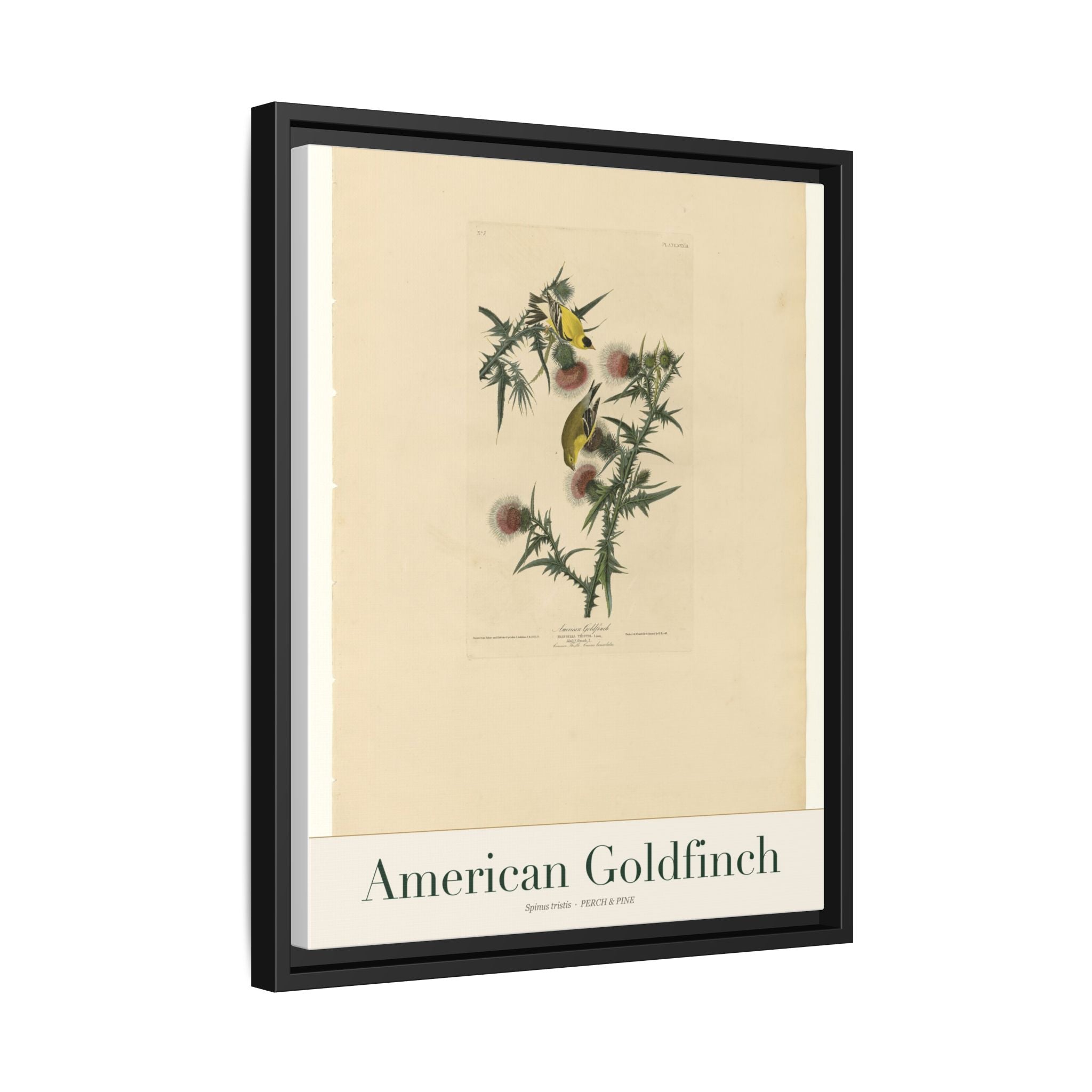 American Goldfinch framed print detail | Perch & Pine